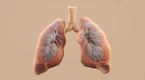 Here's a caption for the image: human lungs with trachea shown.