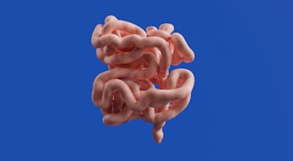 The image shows the human small intestine.
