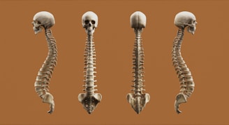 Four views of a human skeleton.