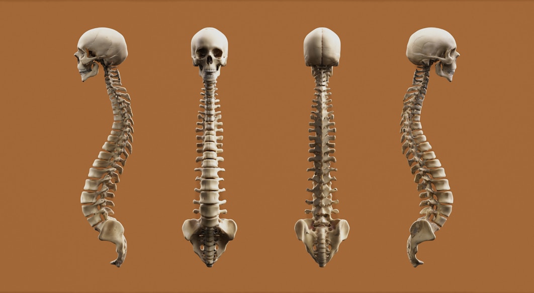 Four views of a human skeleton.