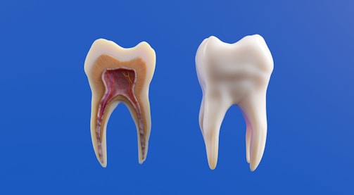 Tooth anatomy is shown, with one cut open.