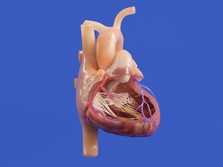 A detailed anatomical model of the human heart.