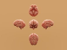 Various perspectives of a human brain are displayed.