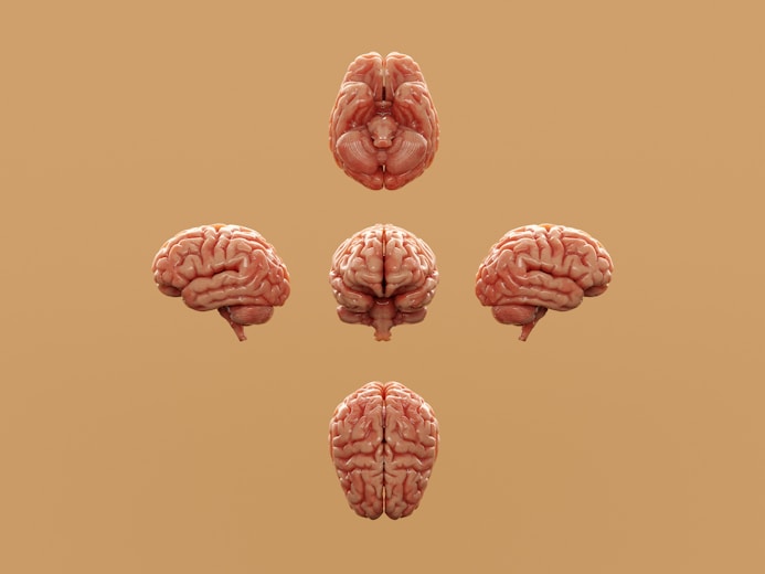 Various perspectives of a human brain are displayed.