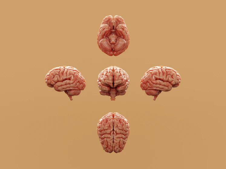 Various perspectives of a human brain are displayed.