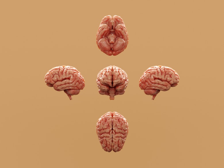 Various perspectives of a human brain are displayed.