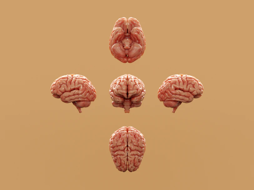 Various perspectives of a human brain are displayed.
