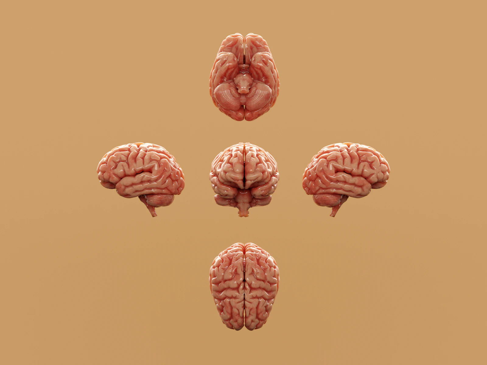 Various perspectives of a human brain are displayed