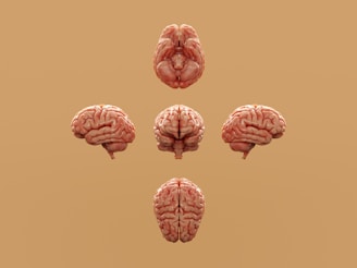 Various perspectives of a human brain are displayed.