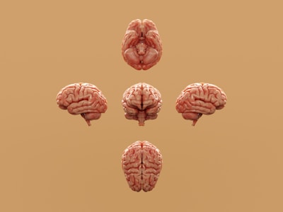 Various perspectives of a human brain are displayed.