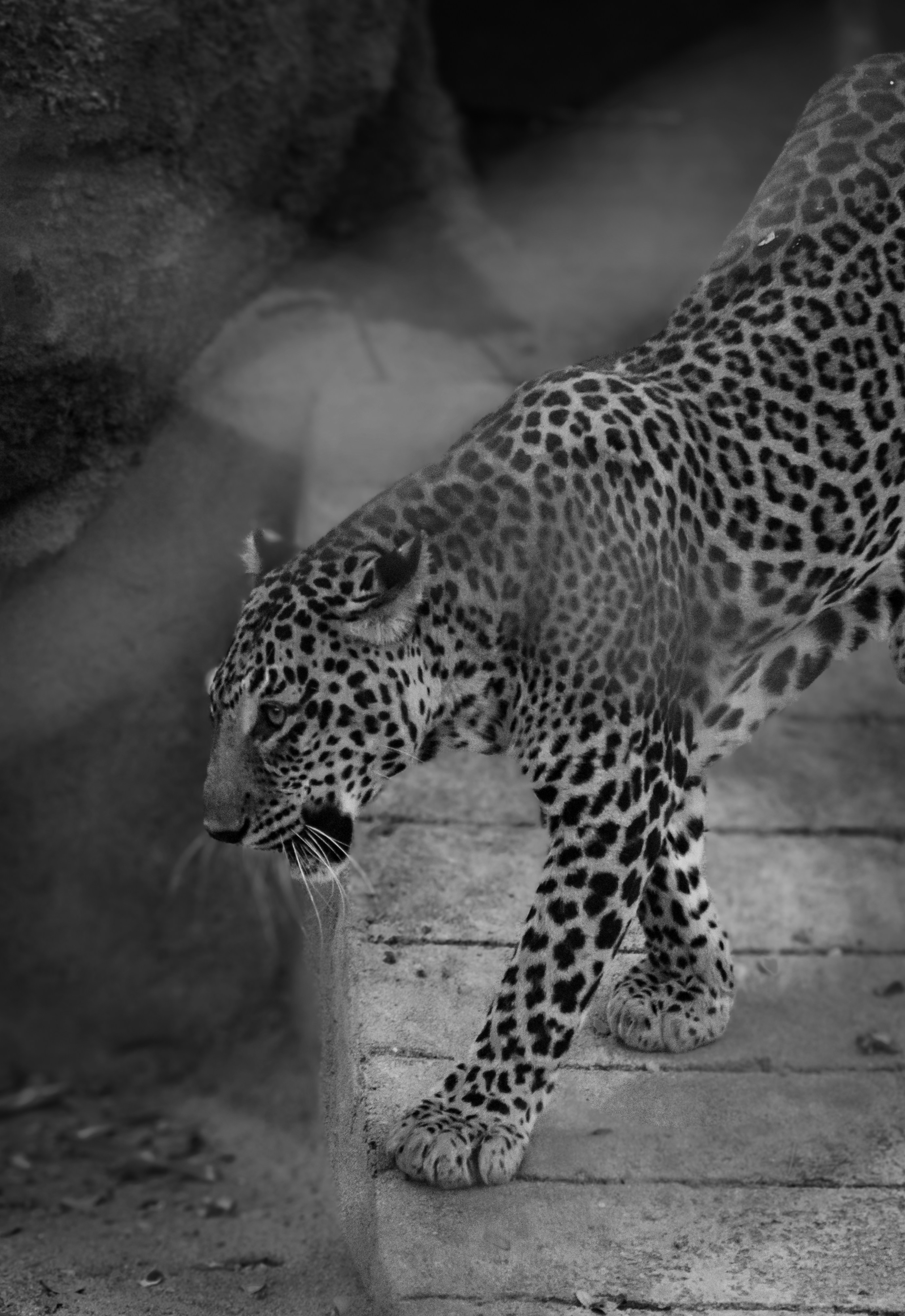 Guardians of Balance (image credits: unsplash)