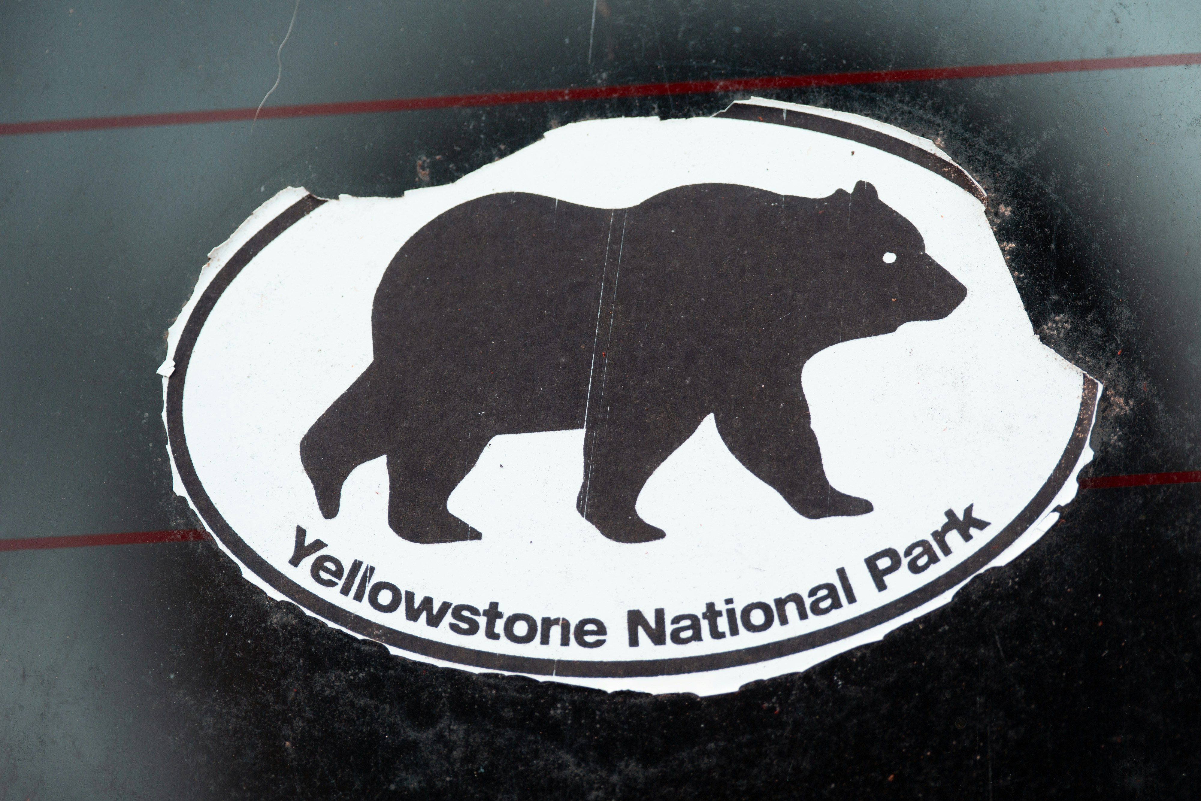 Yellowstone Bear Attack: 7 Essential Safety Tips for Your Visit