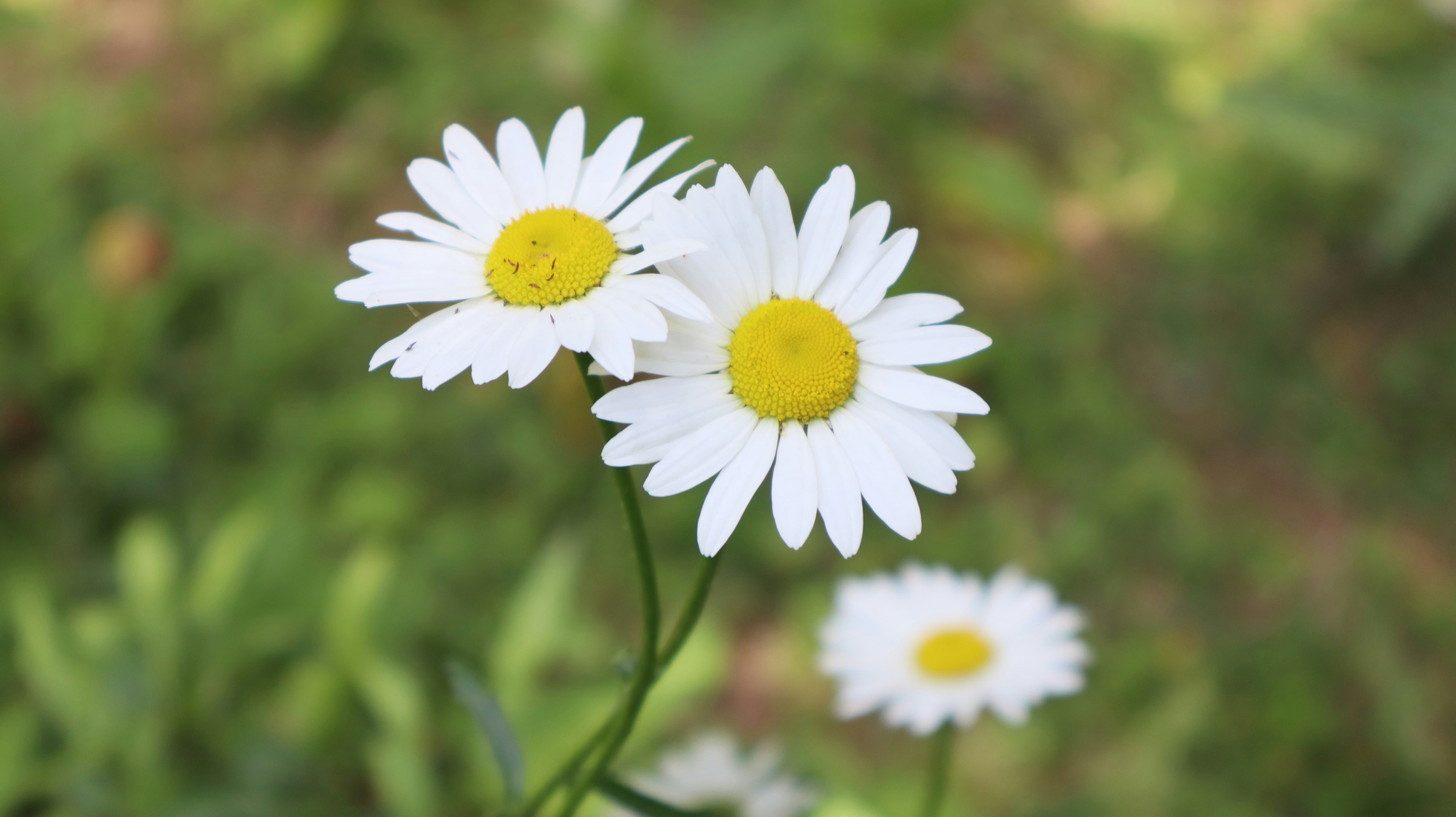 Photo by archana03331