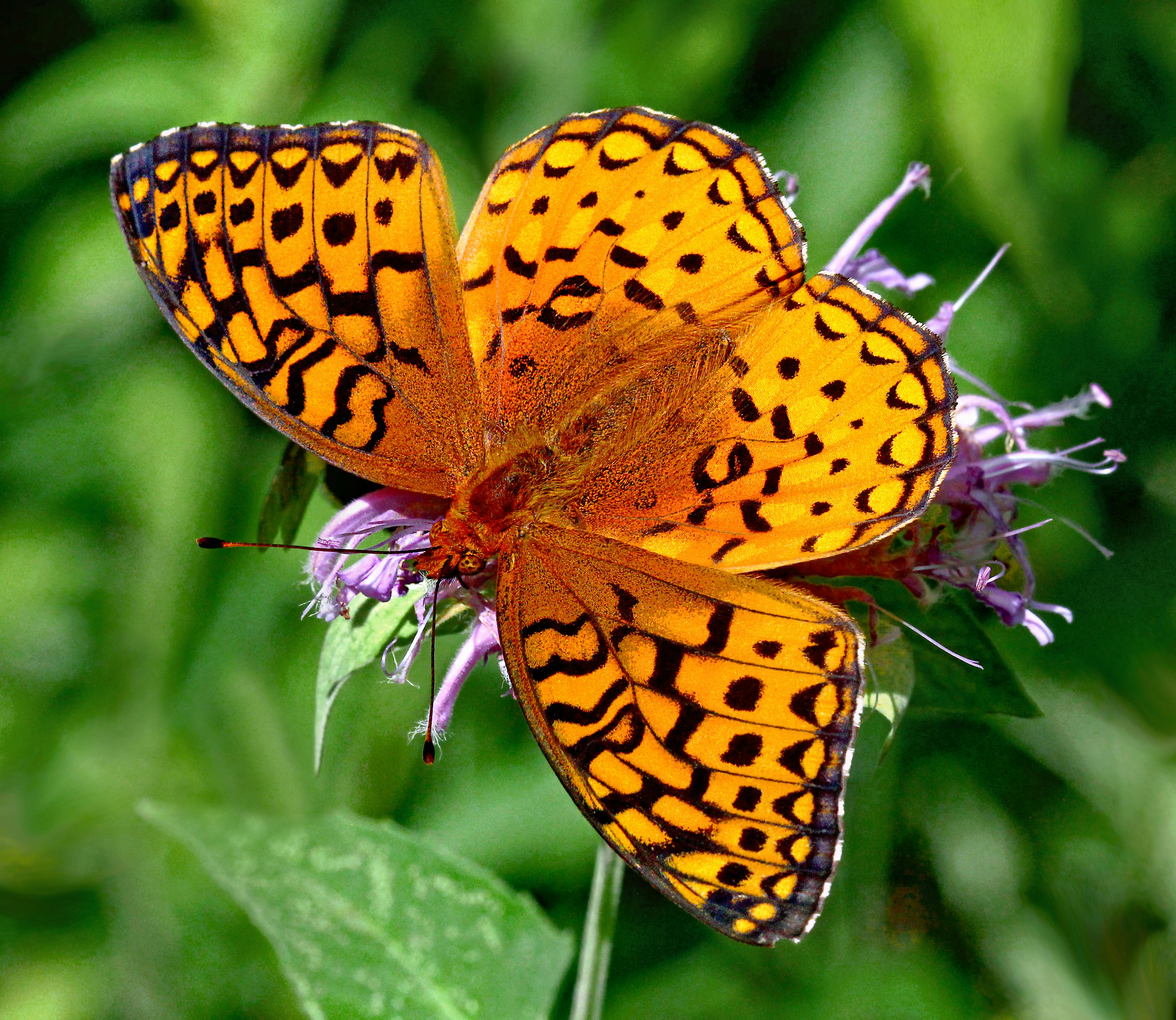 Photo by telliottmbamsc