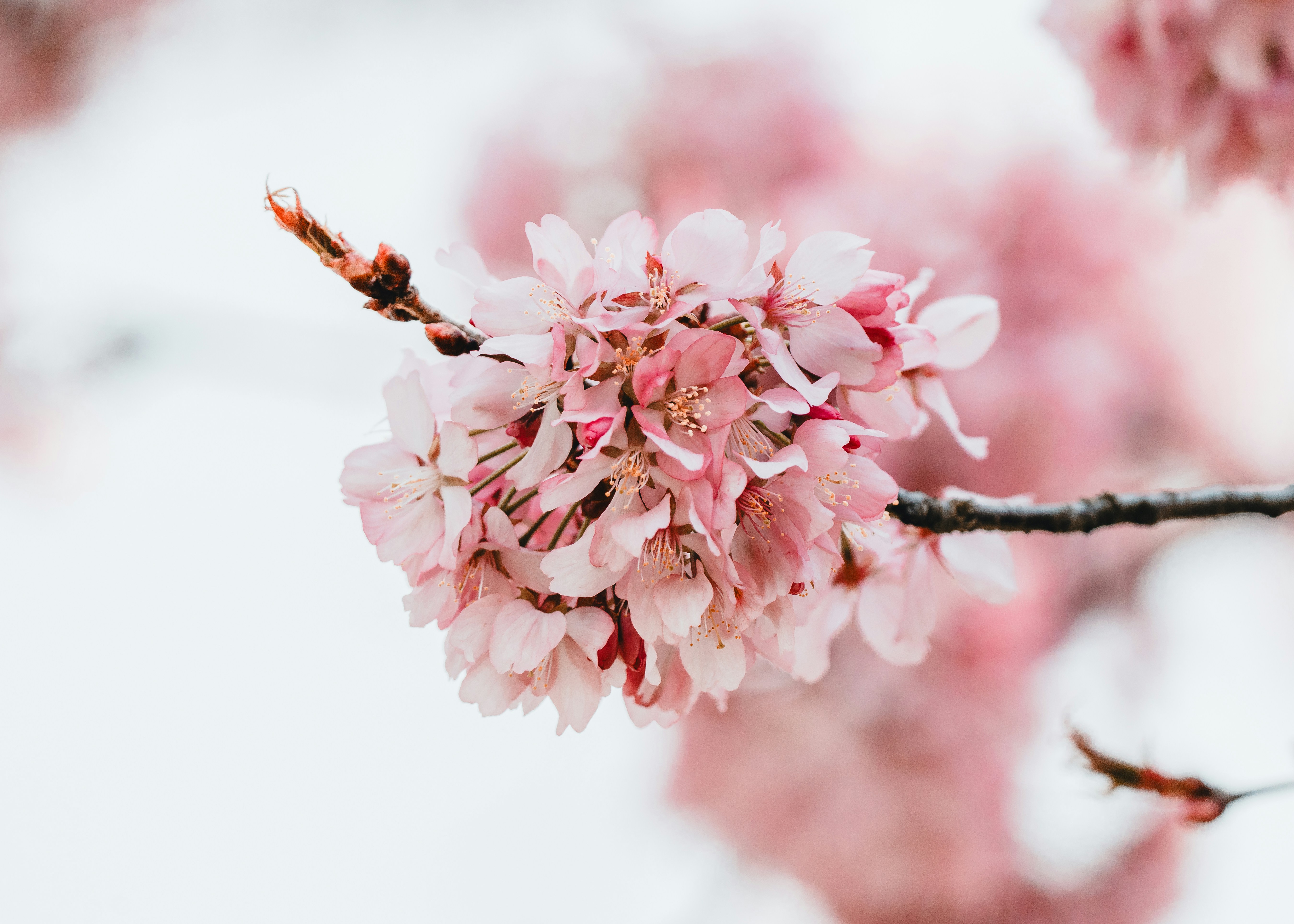 Photo by masoodaslami