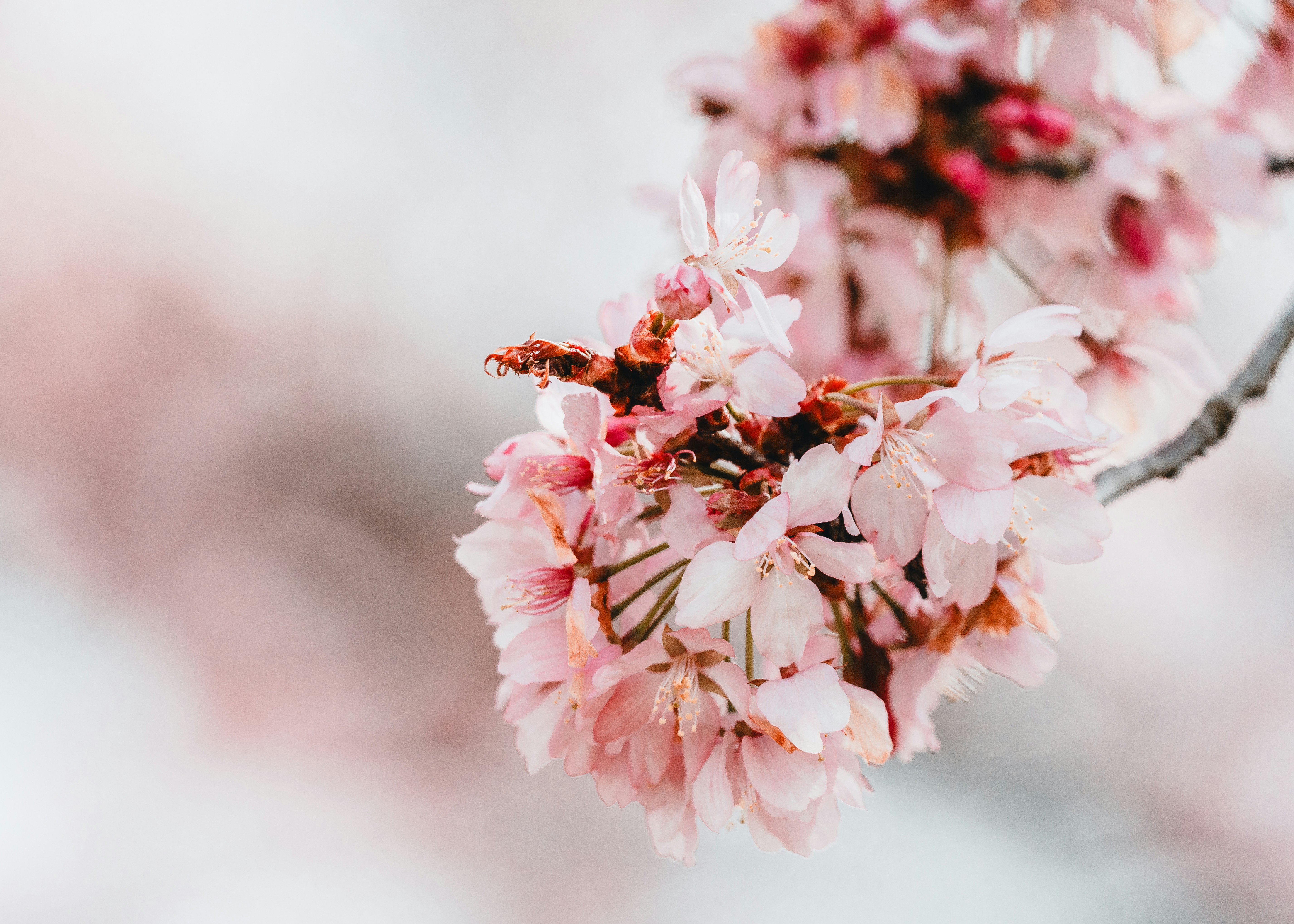 Photo by masoodaslami