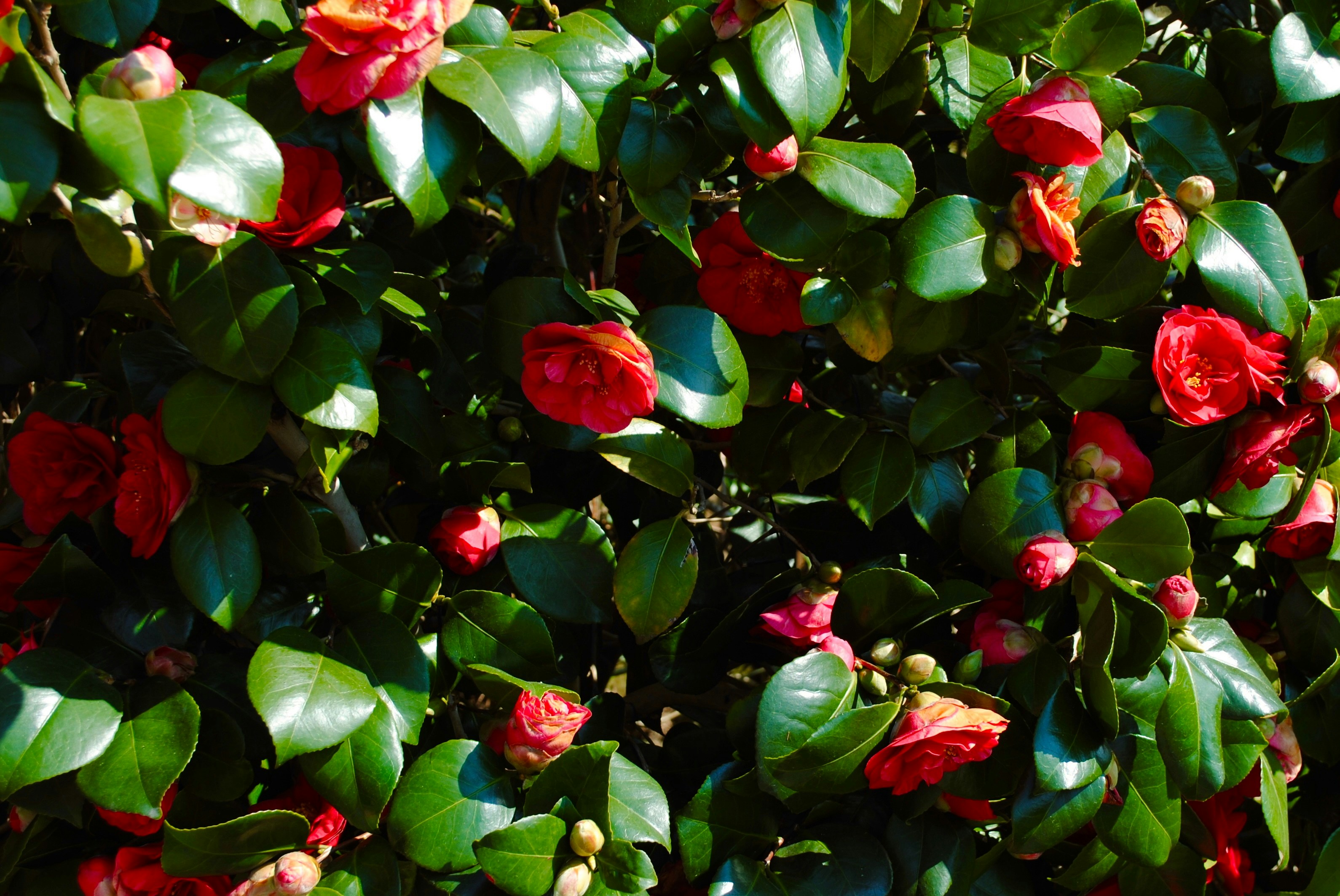 Red flowers bloom among green leaves.