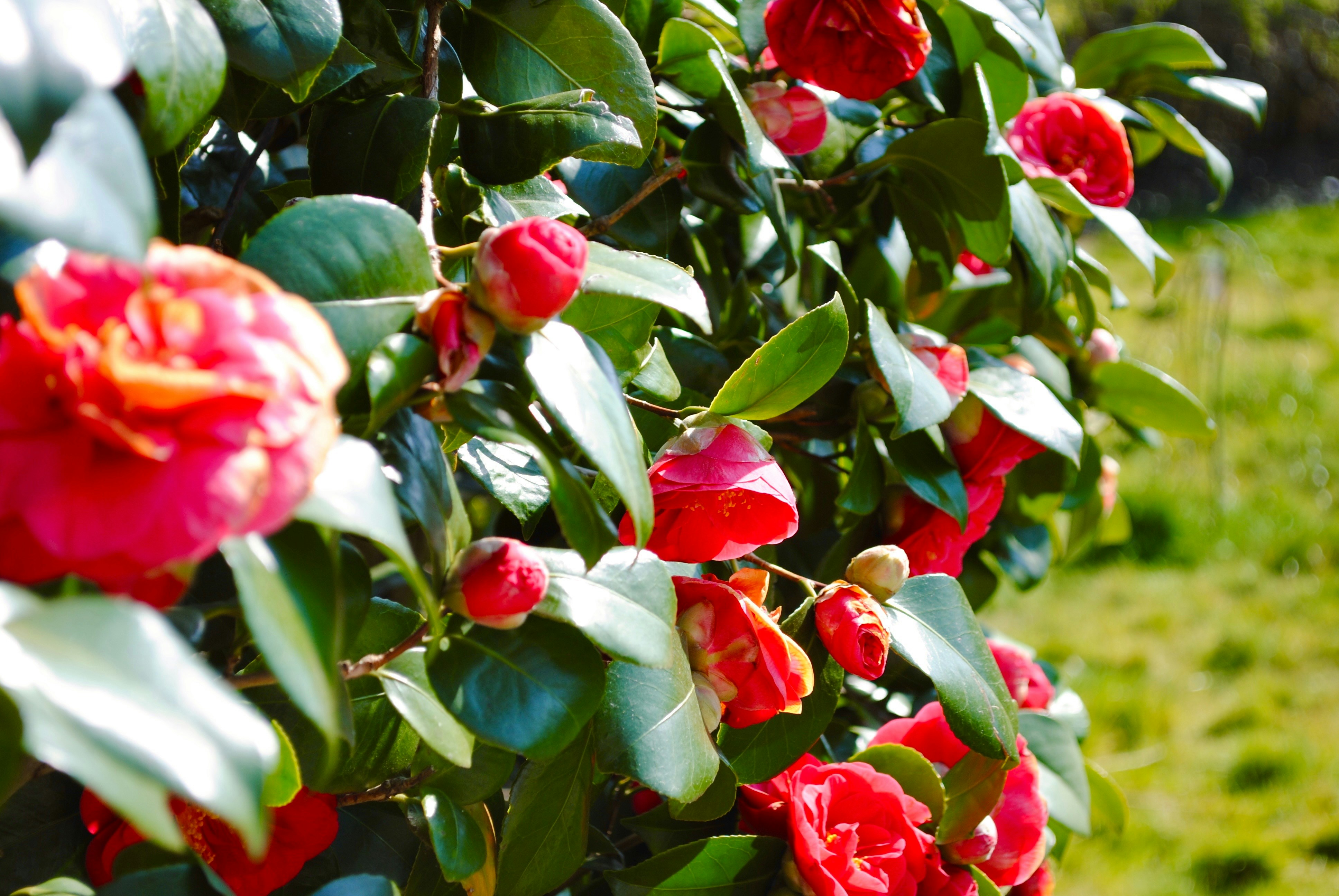 Red flowers bloom amongst green leaves.