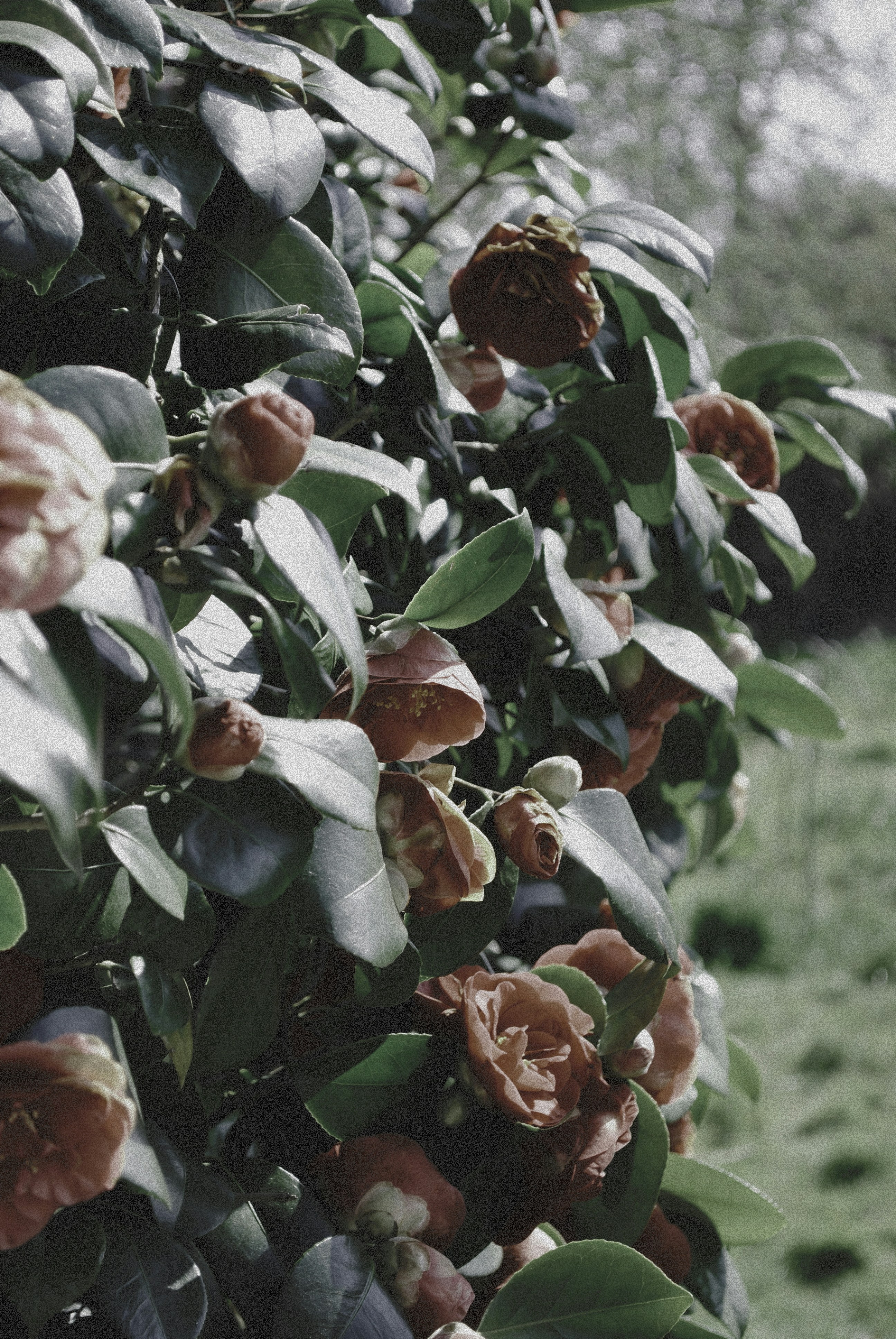 Red camellia flowers are blooming amidst green leaves.