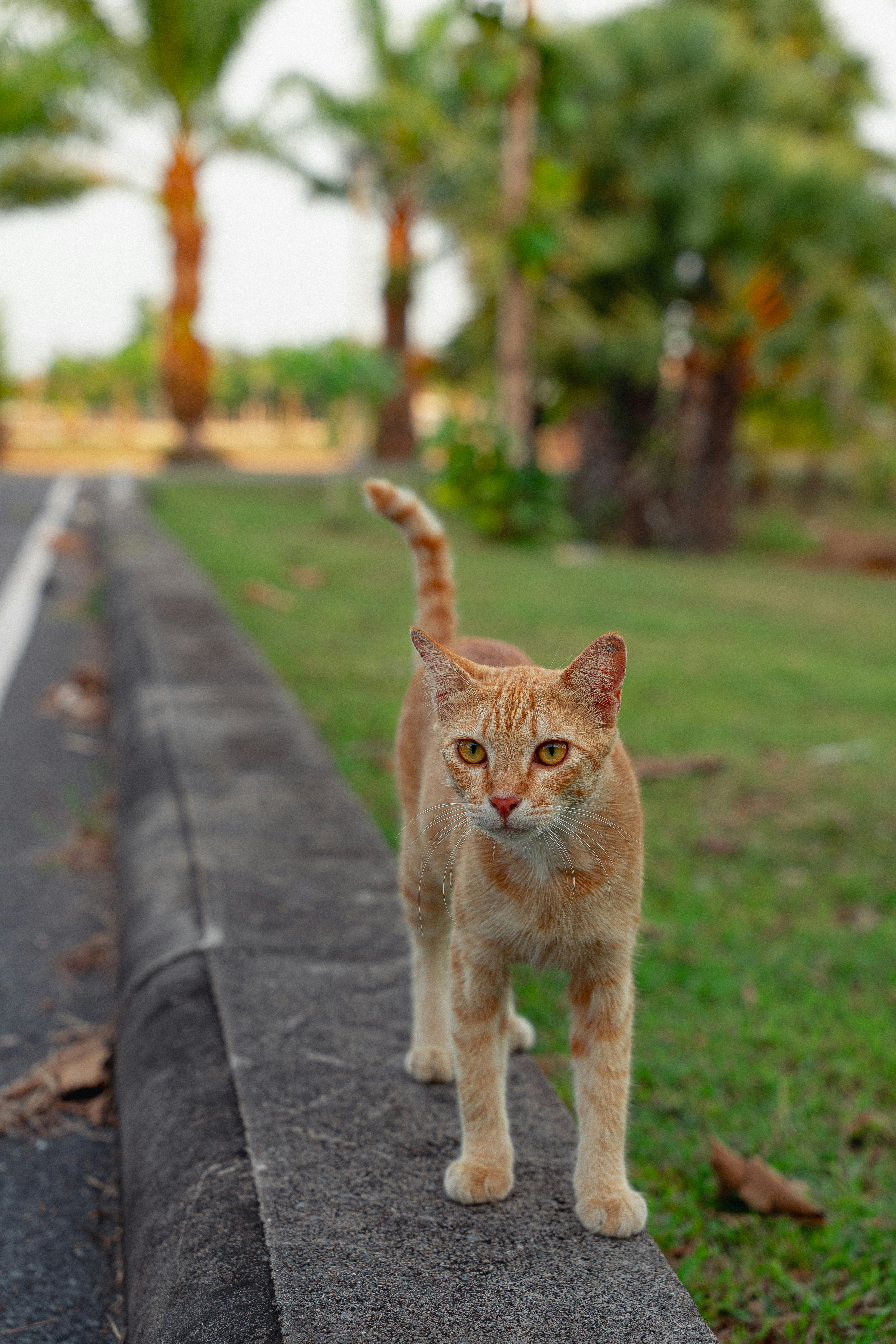 Wild Cats Use Purring for Survival (image credits: unsplash)
