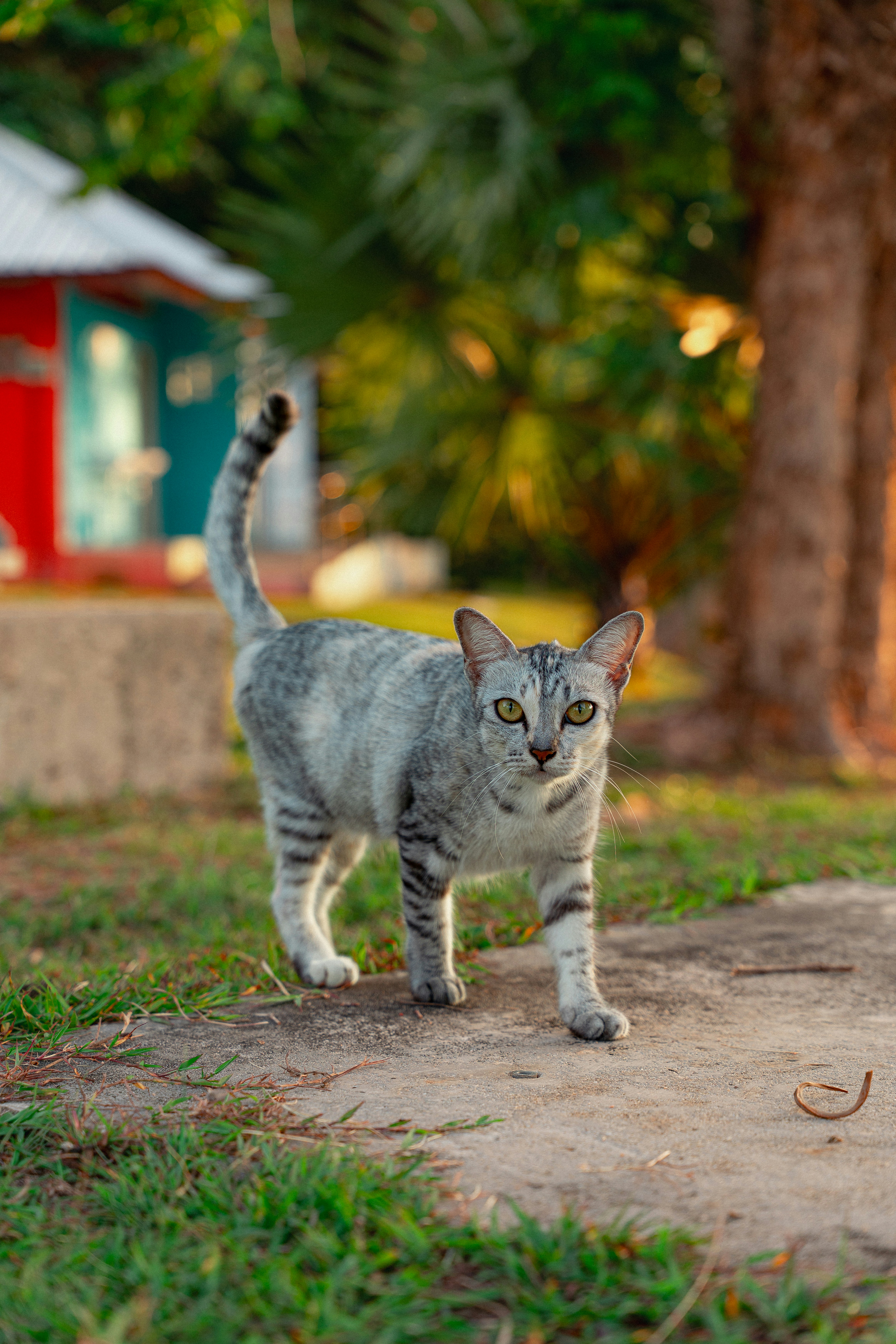 Conservation Note: Wild Cats and the Purr (image credits: unsplash)