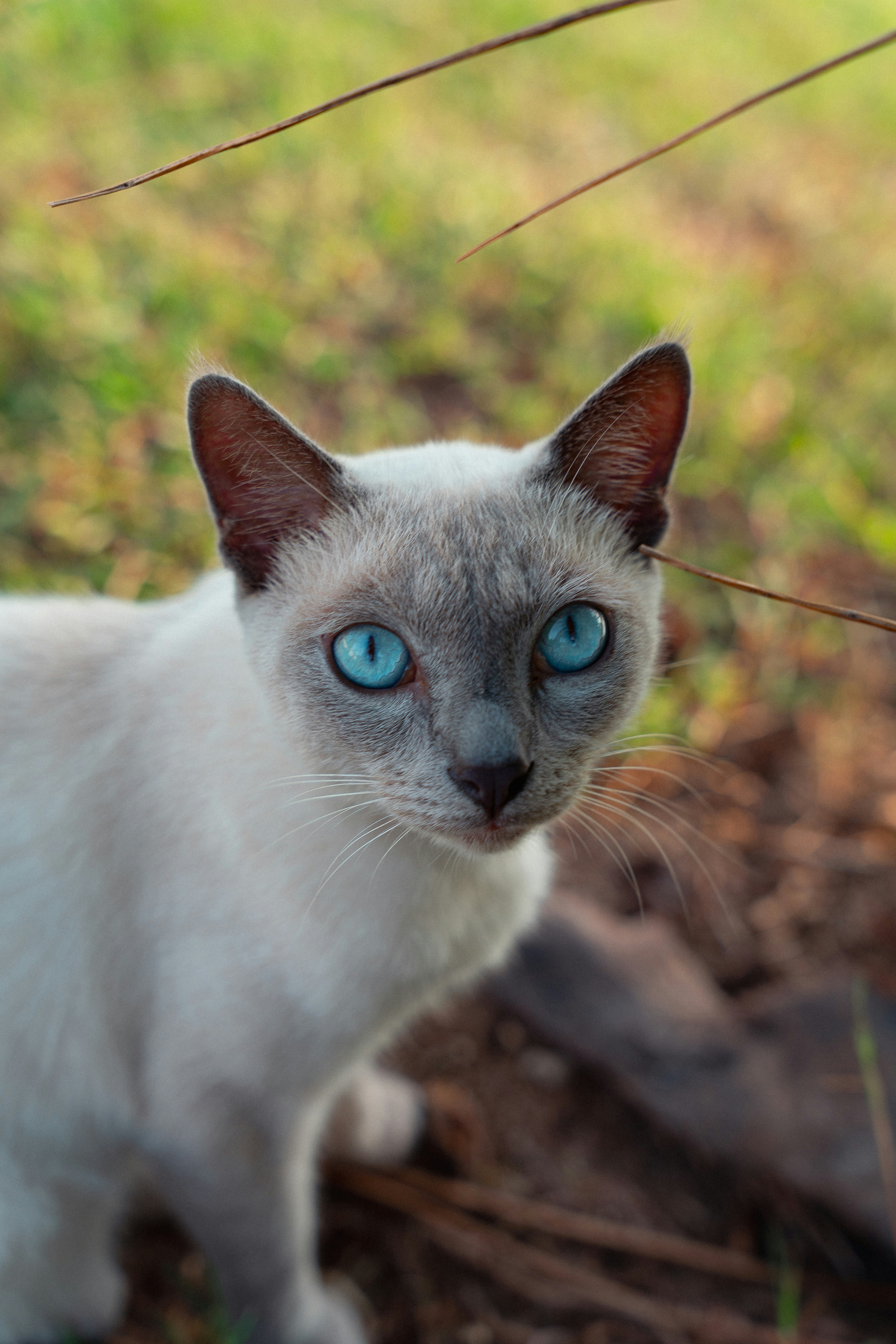Siamese cat eating from a bowl