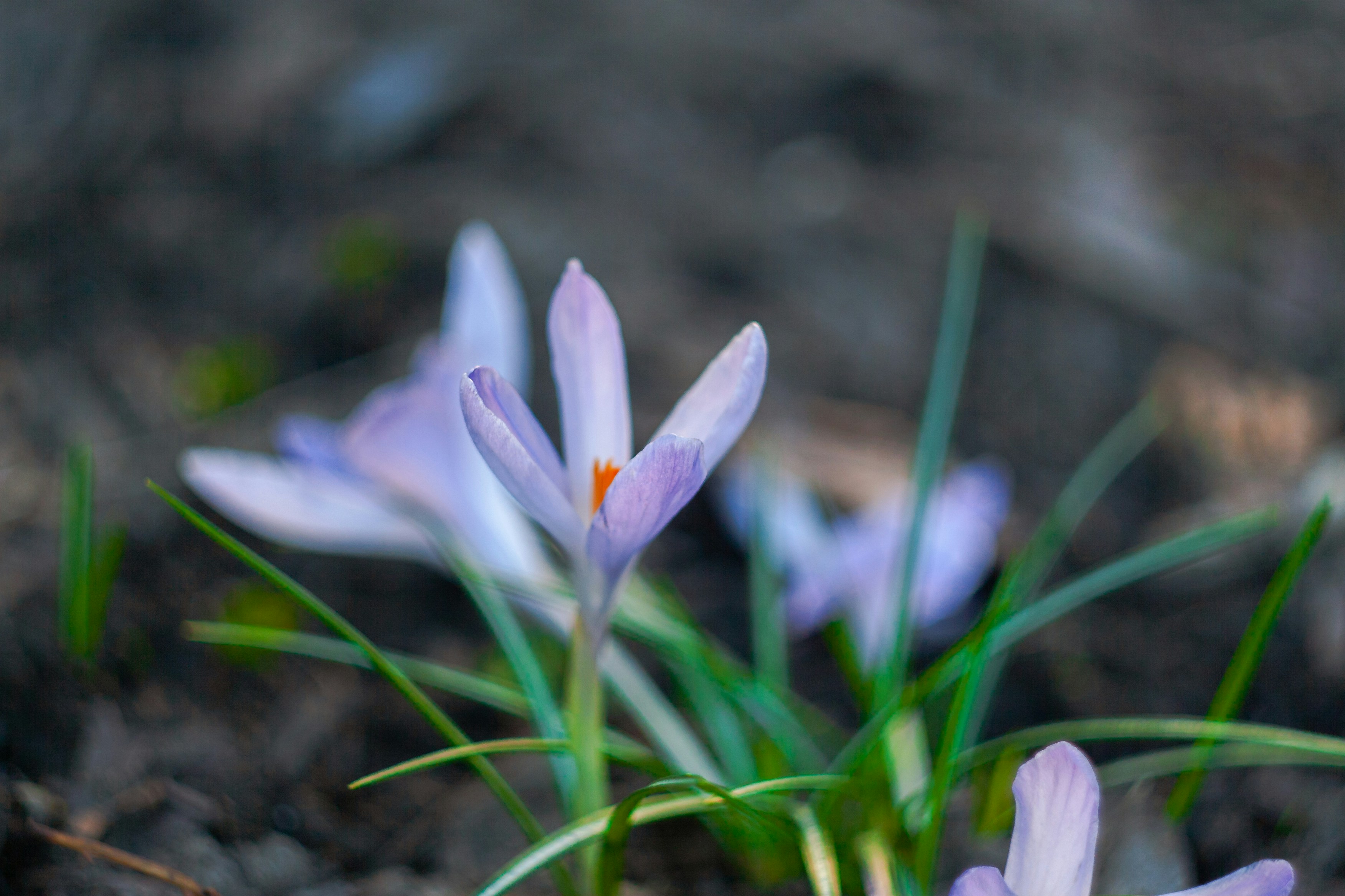 Photo by kulikovnik2