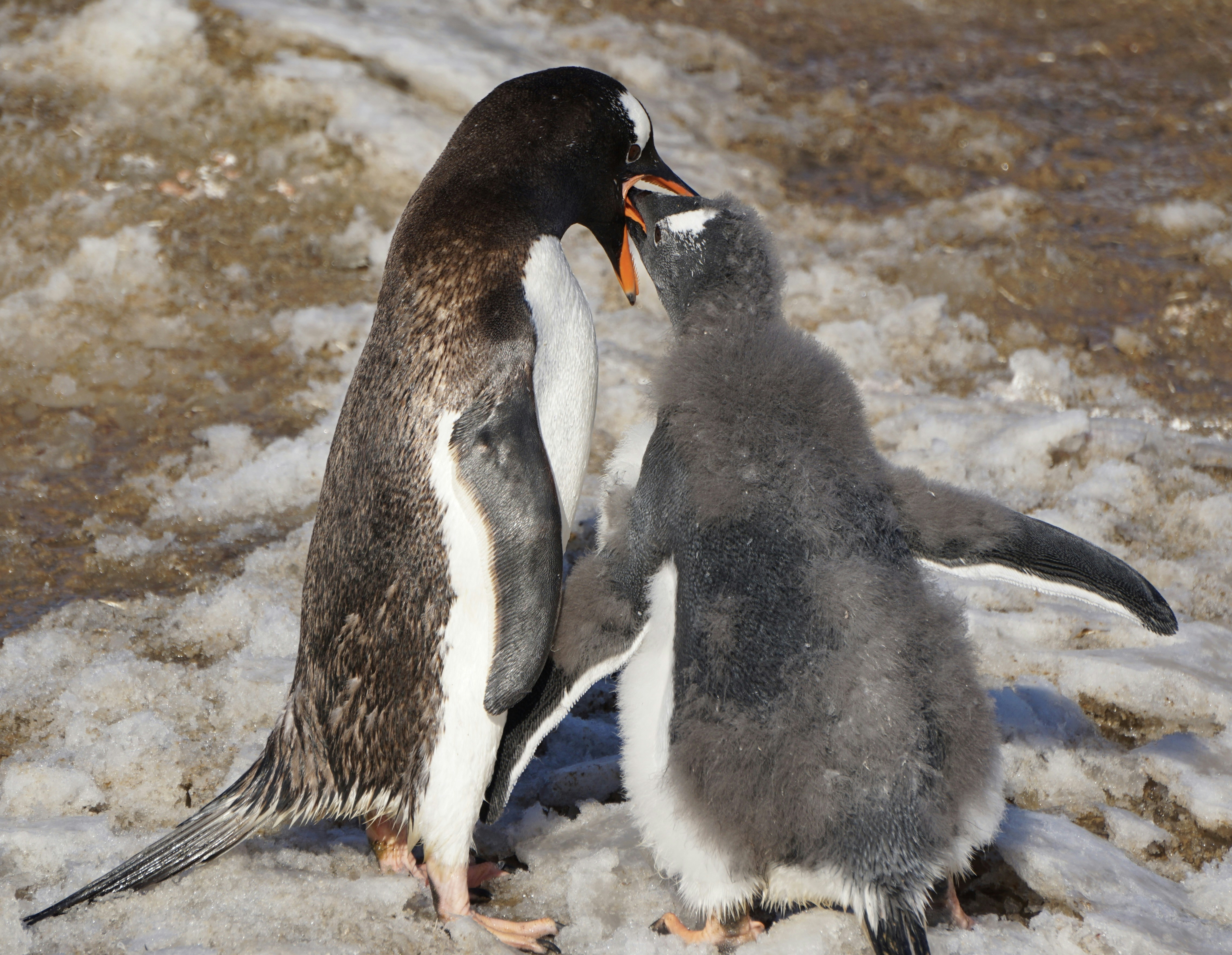 The Ancient Art of Penguin Courtship (image credits: unsplash)