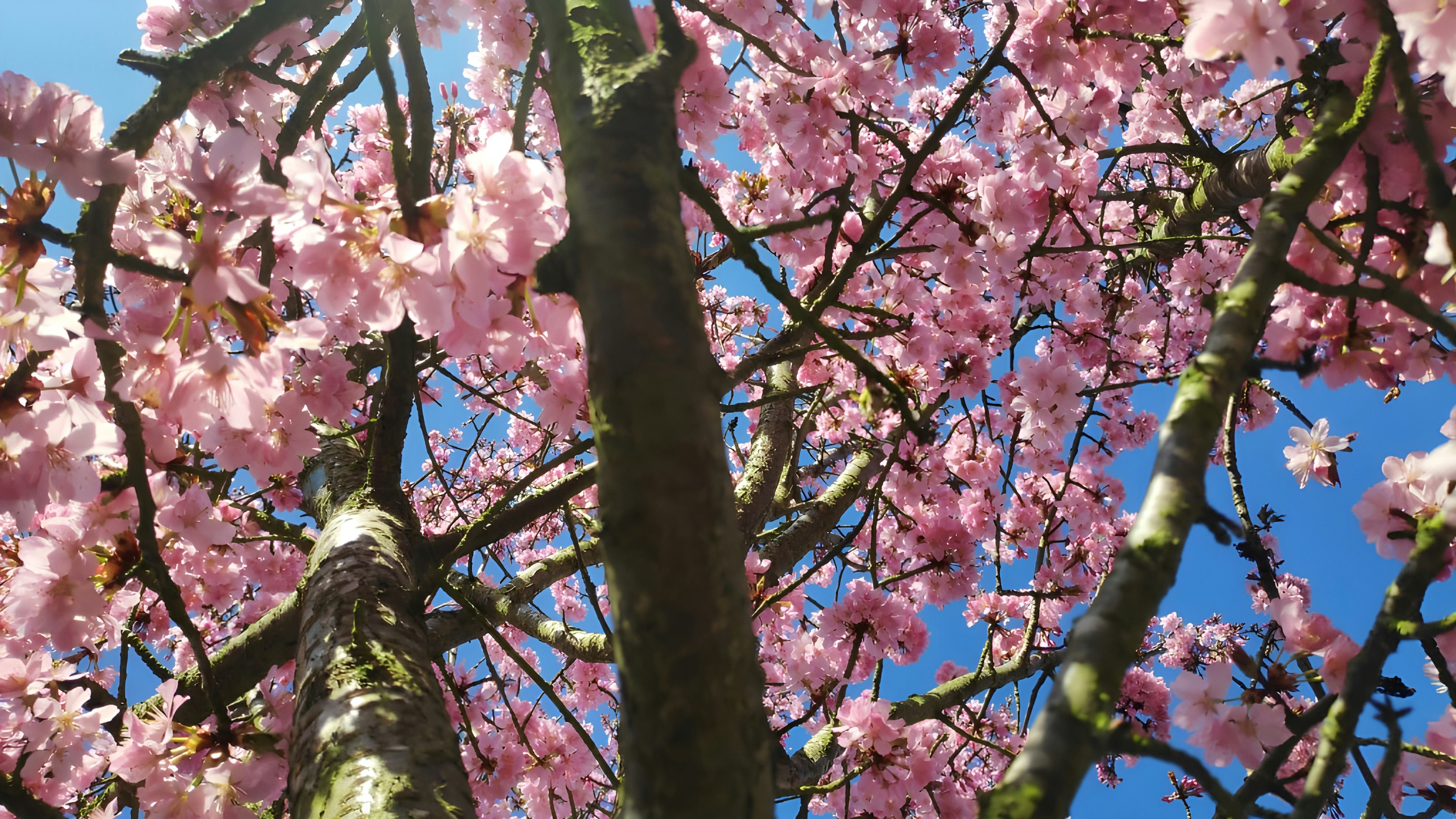 Photo by arpitamukh1