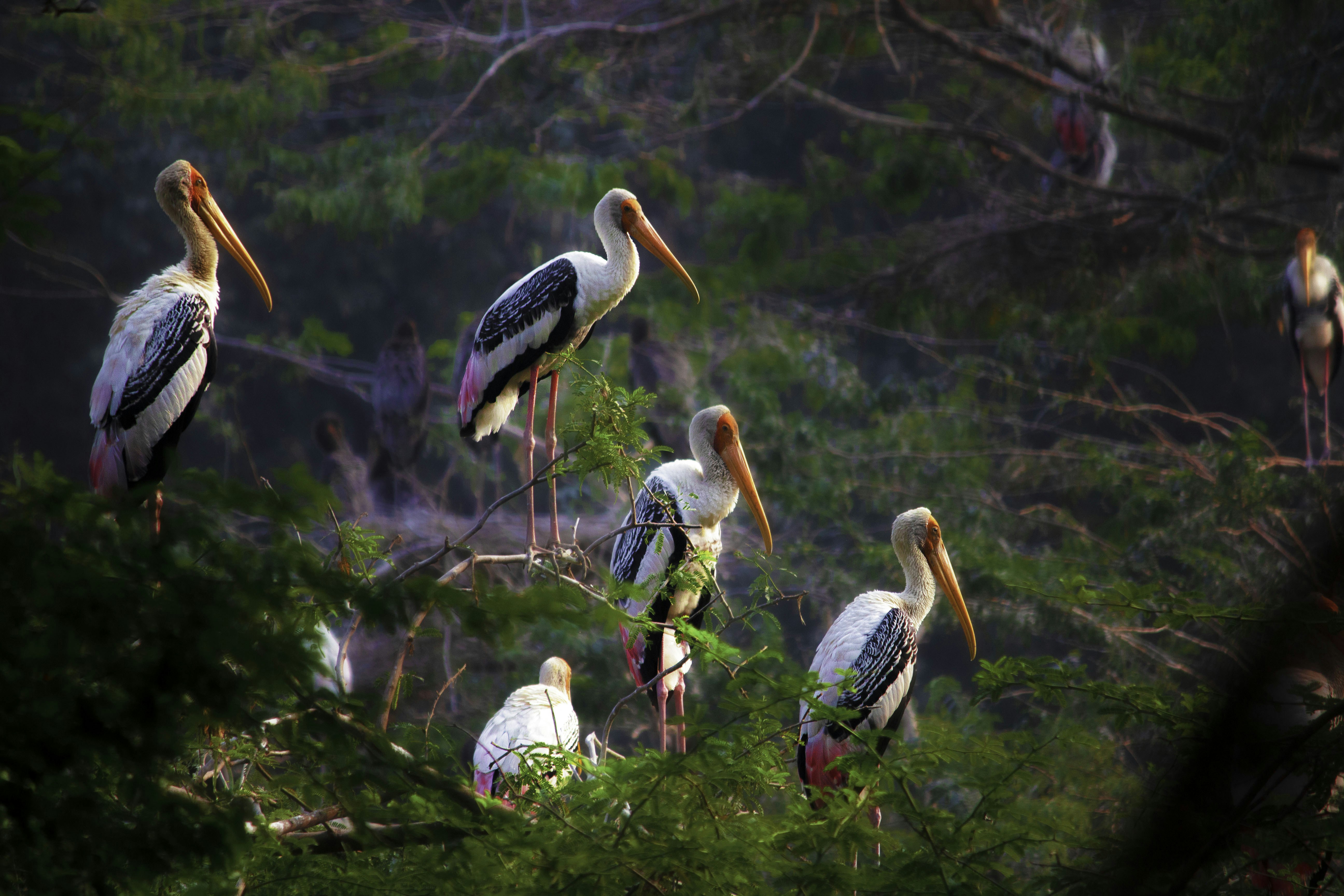 Photo by rohit16dey