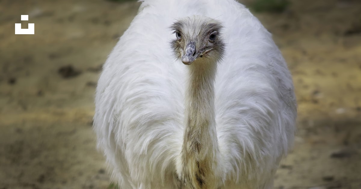 A white rhea strides forward. photo – Free Animal Image on Unsplash