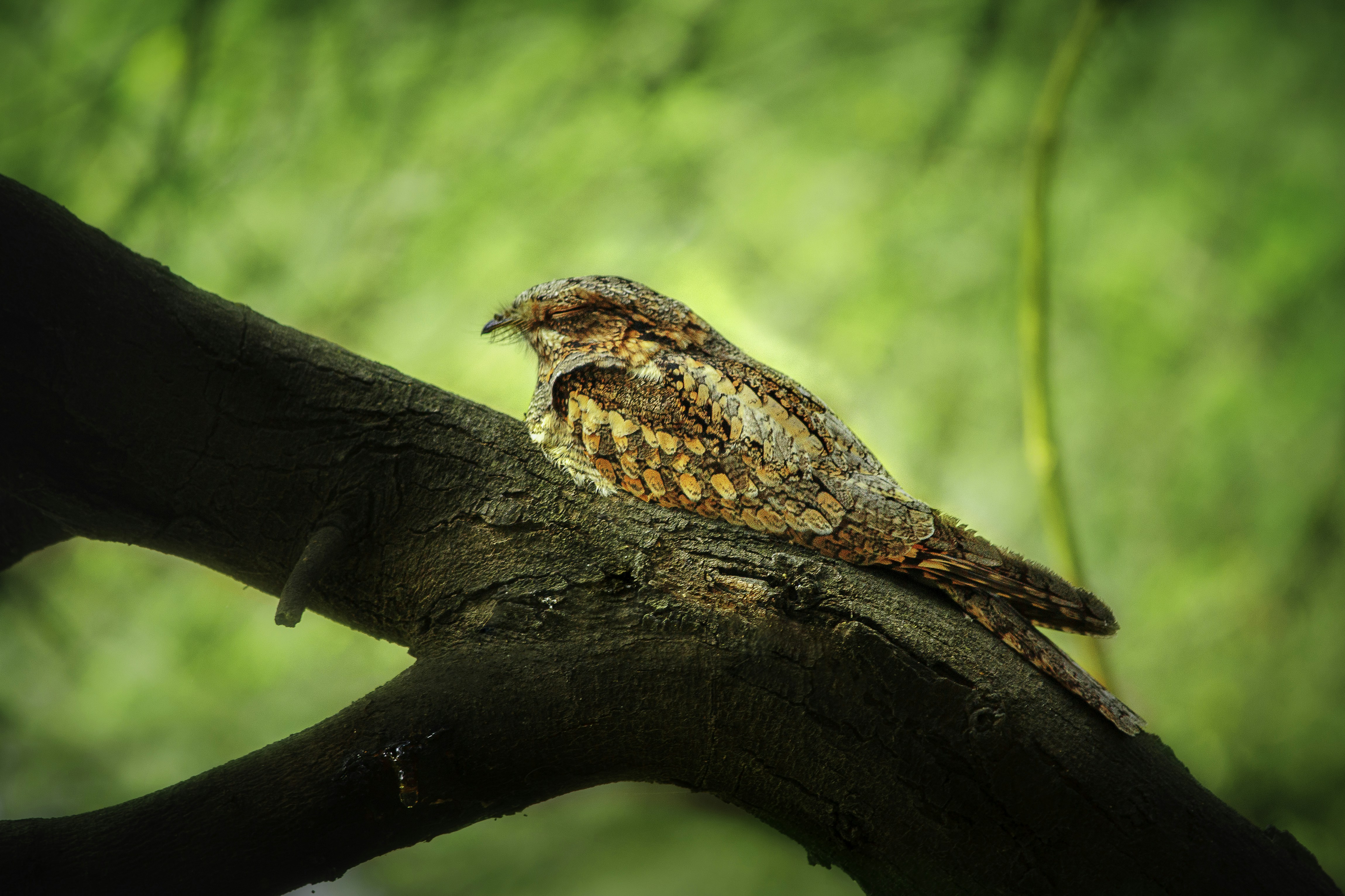 A camouflaged bird rests on a tree branch.