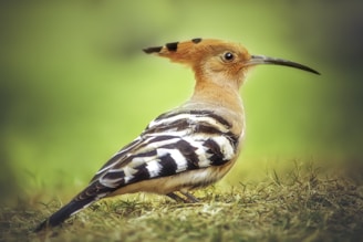 A beautiful hoopoe bird is standing in grass.