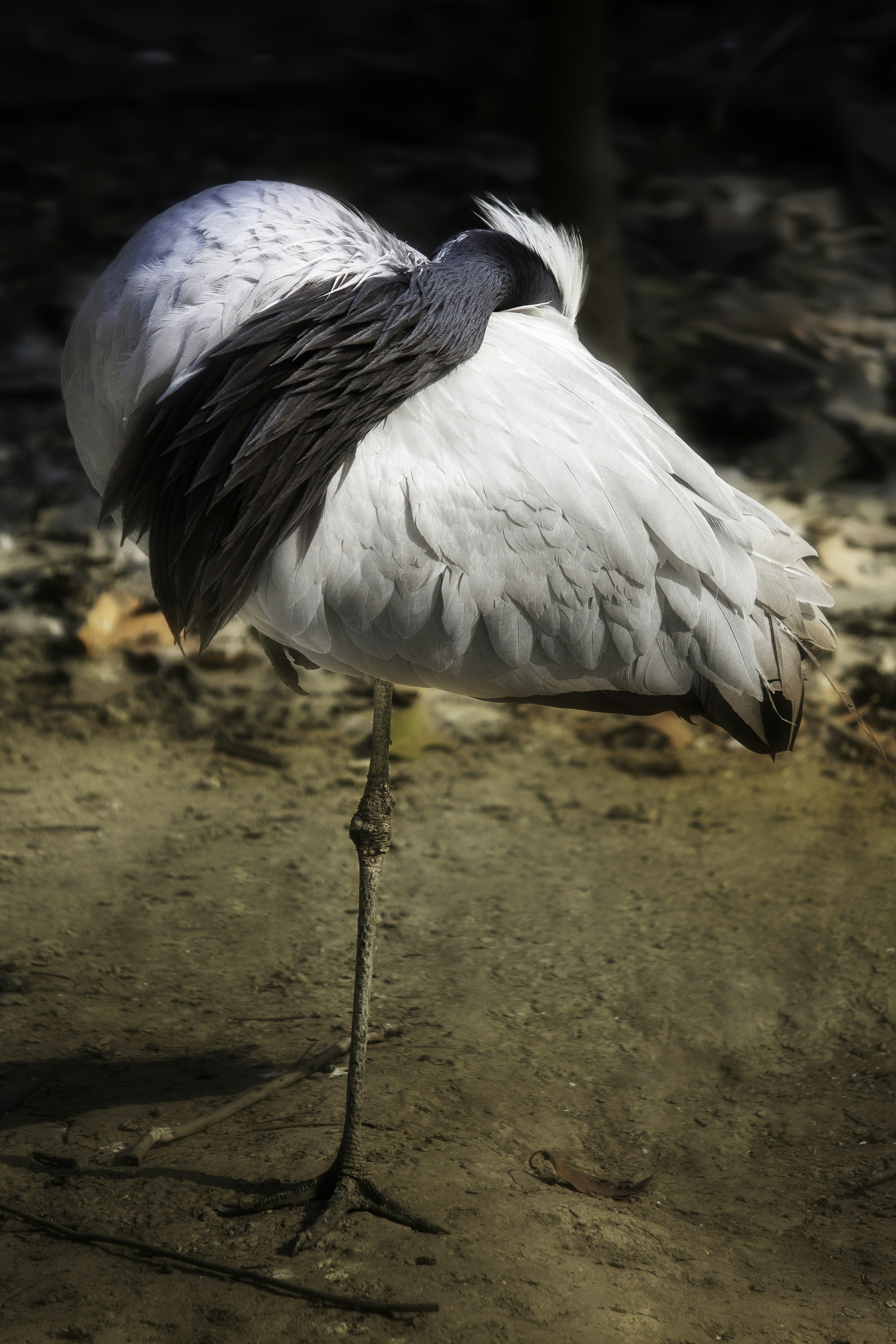 Photo by rohit16dey