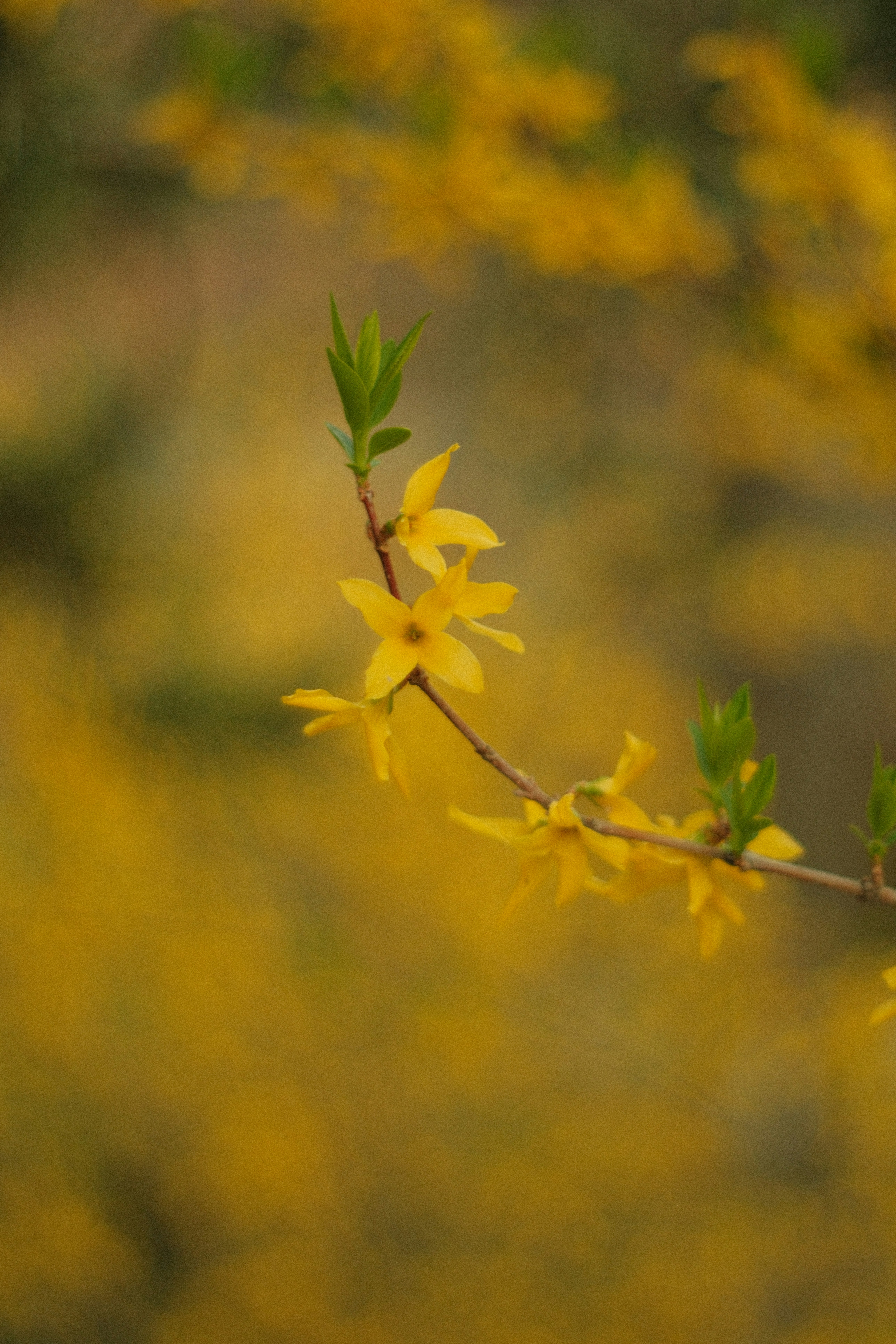 Photo by ismailefetop