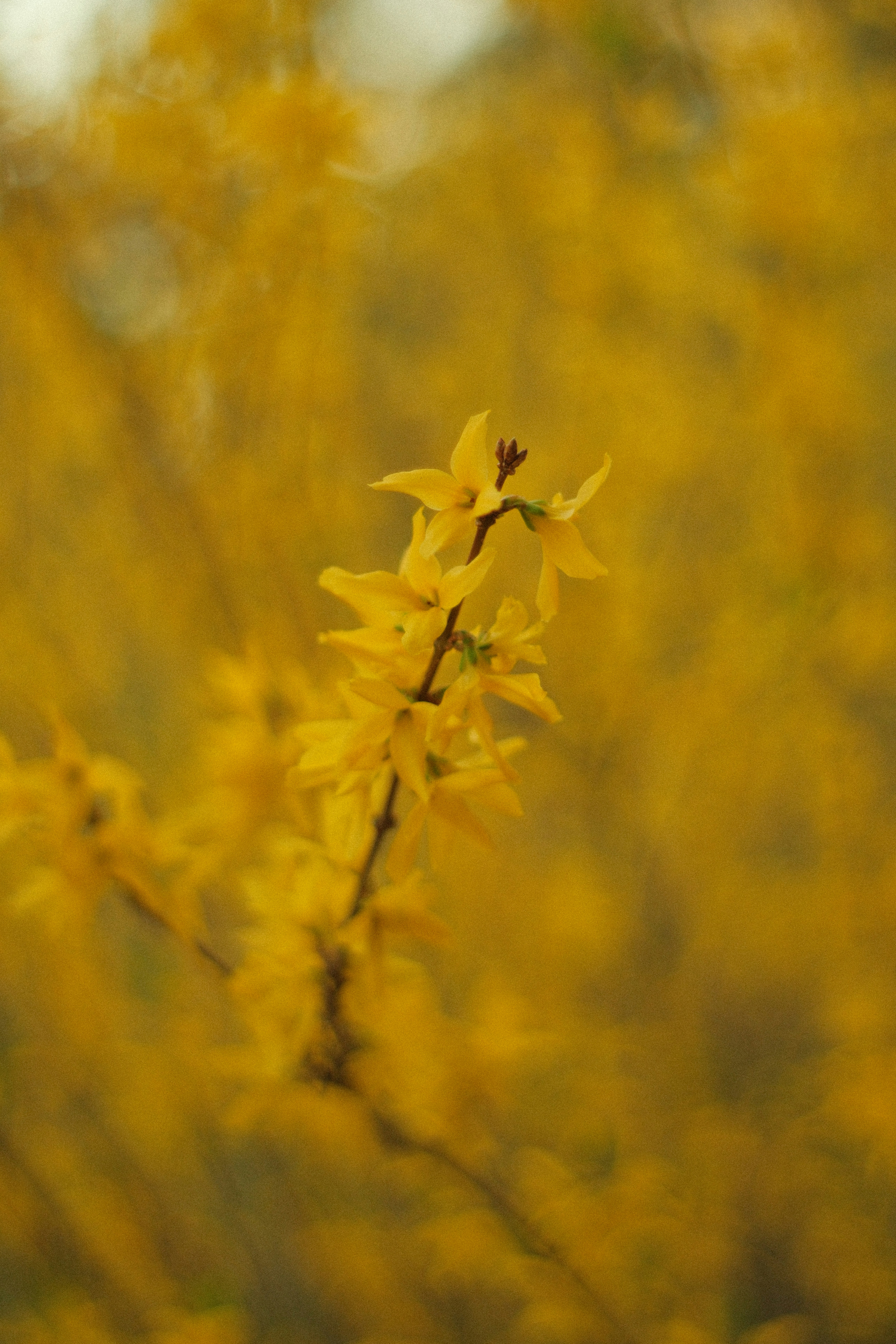 Photo by ismailefetop