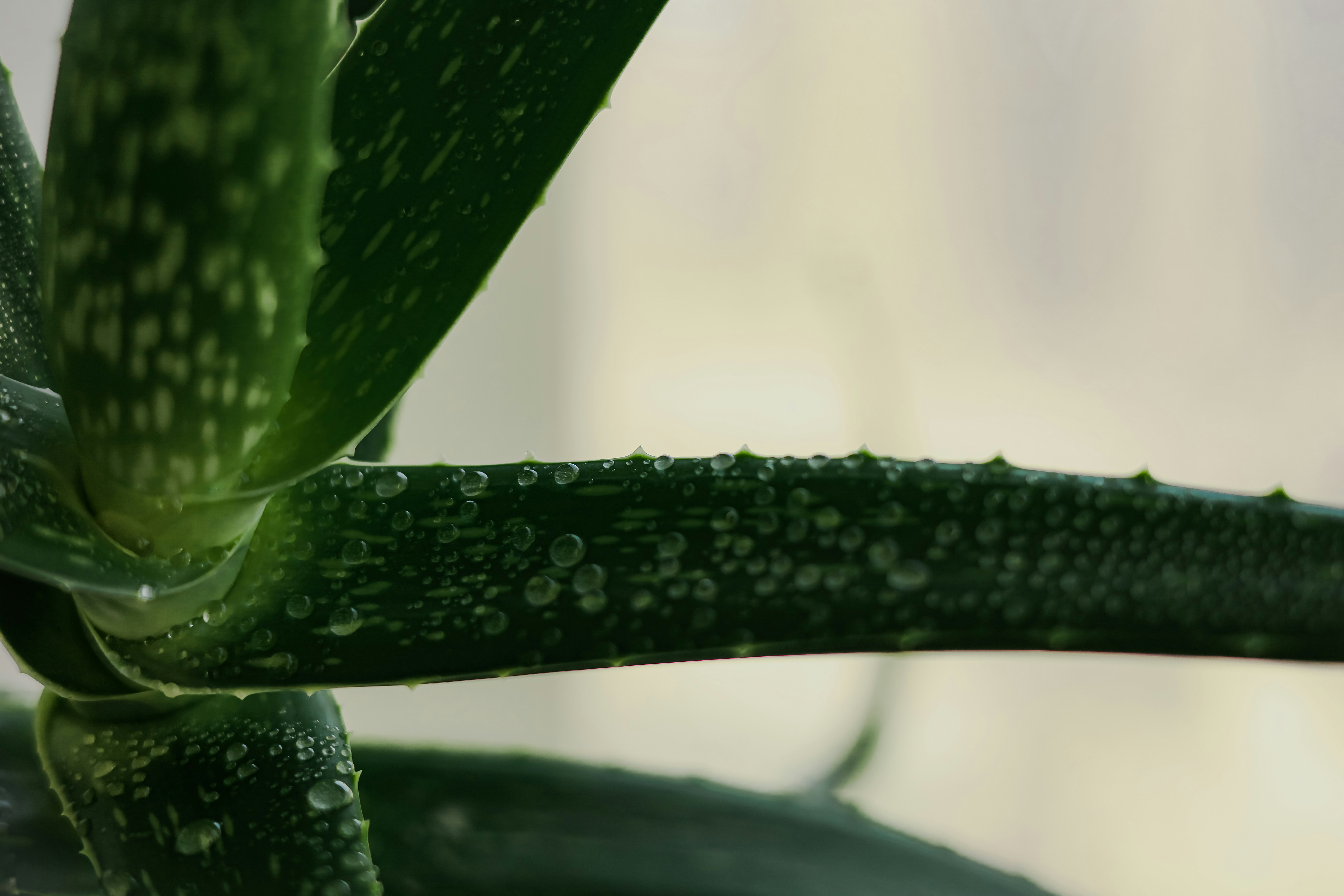 Close-up of aloe vera plant leaves.