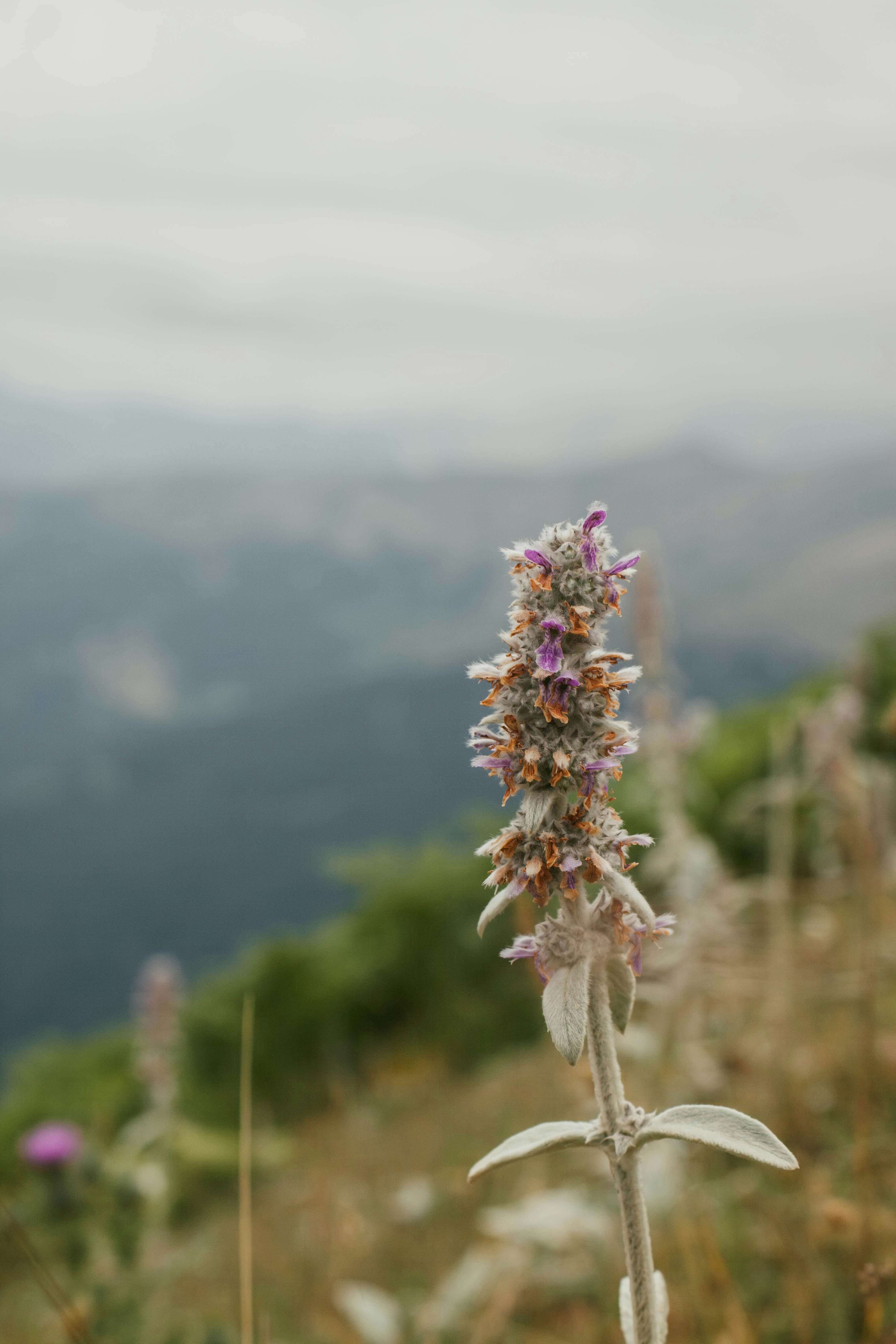 A flower stands tall with a mountain backdrop.