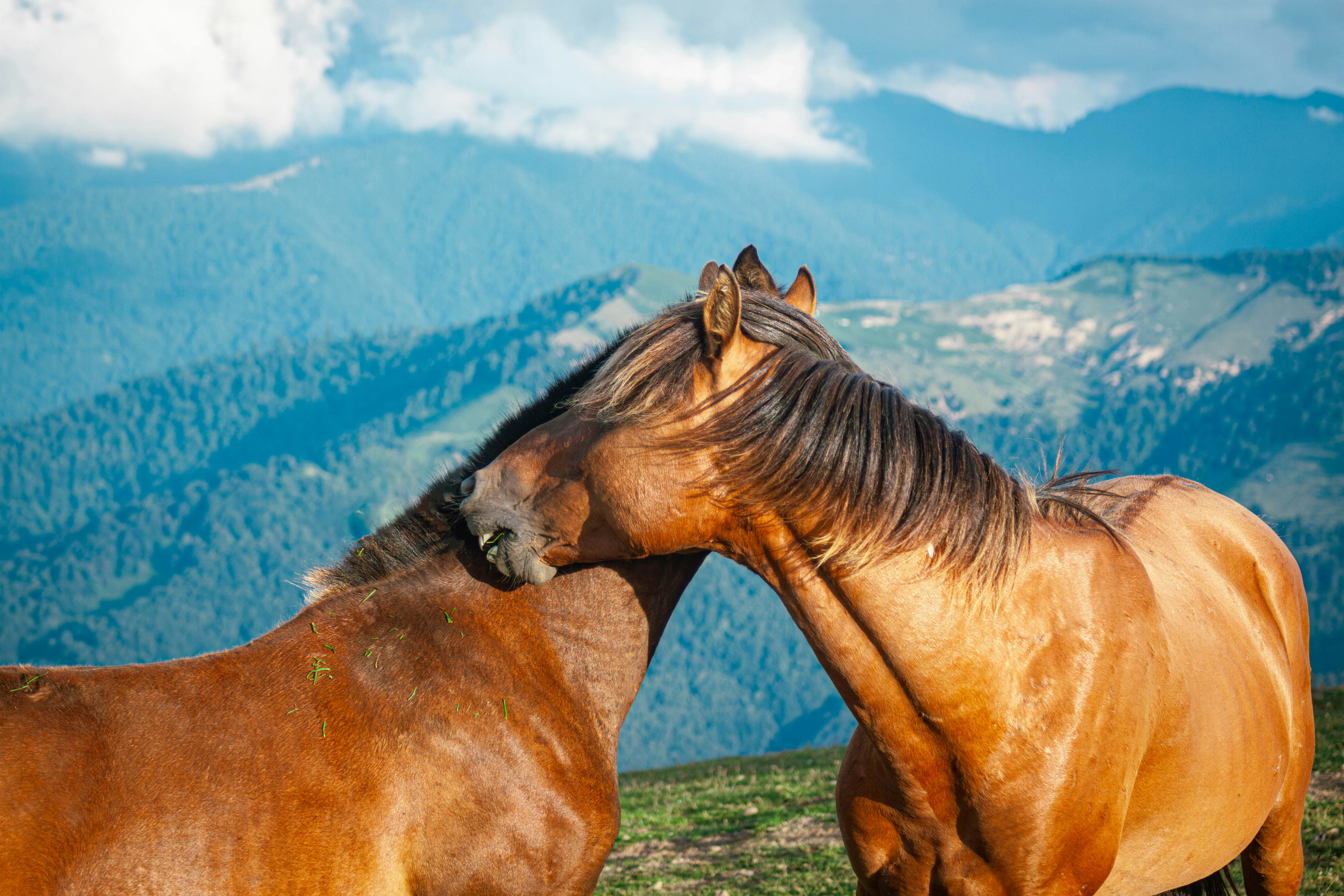 Two horses cuddle against a mountain backdrop.