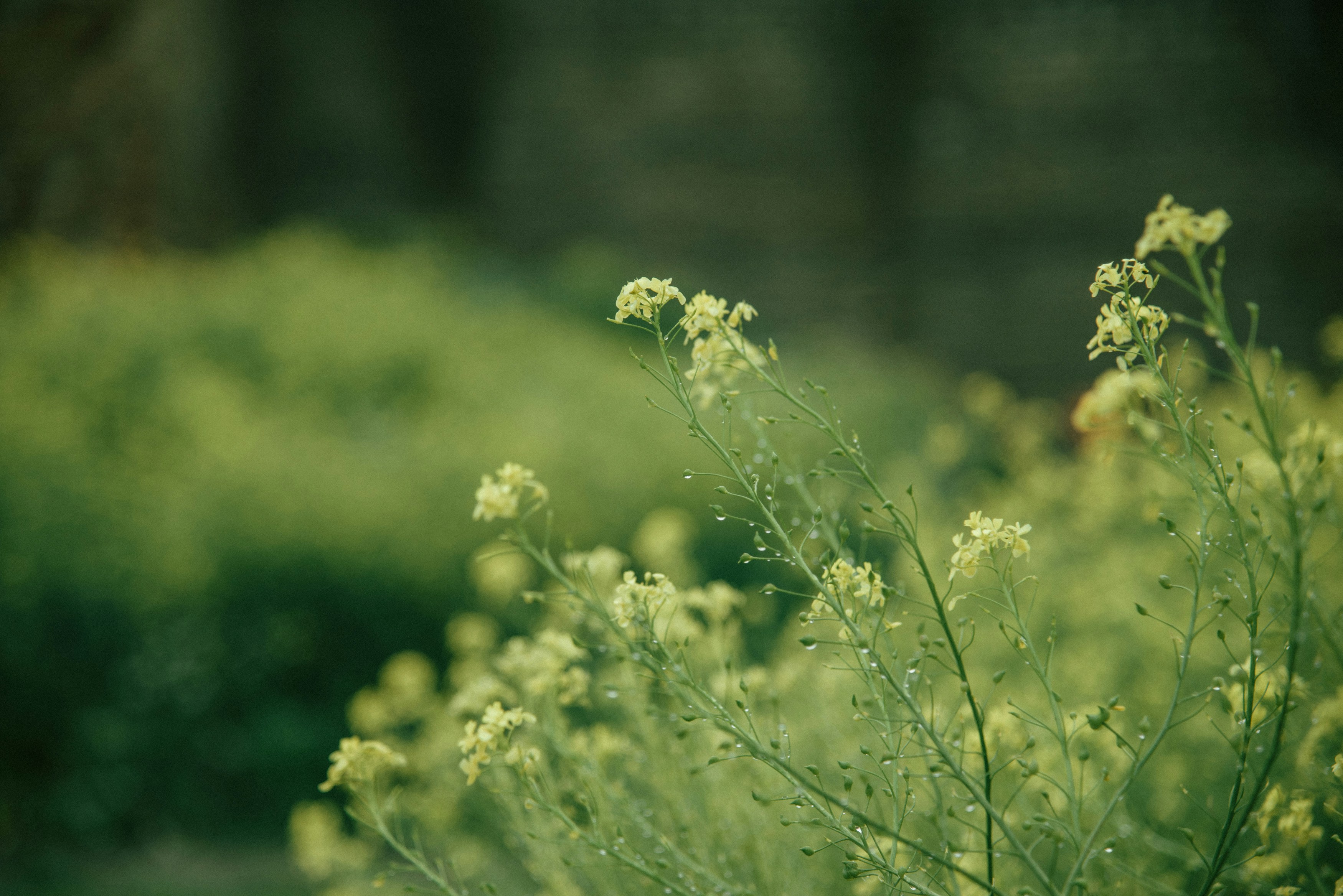 Yellow wildflowers bloom in a green, blurred field.