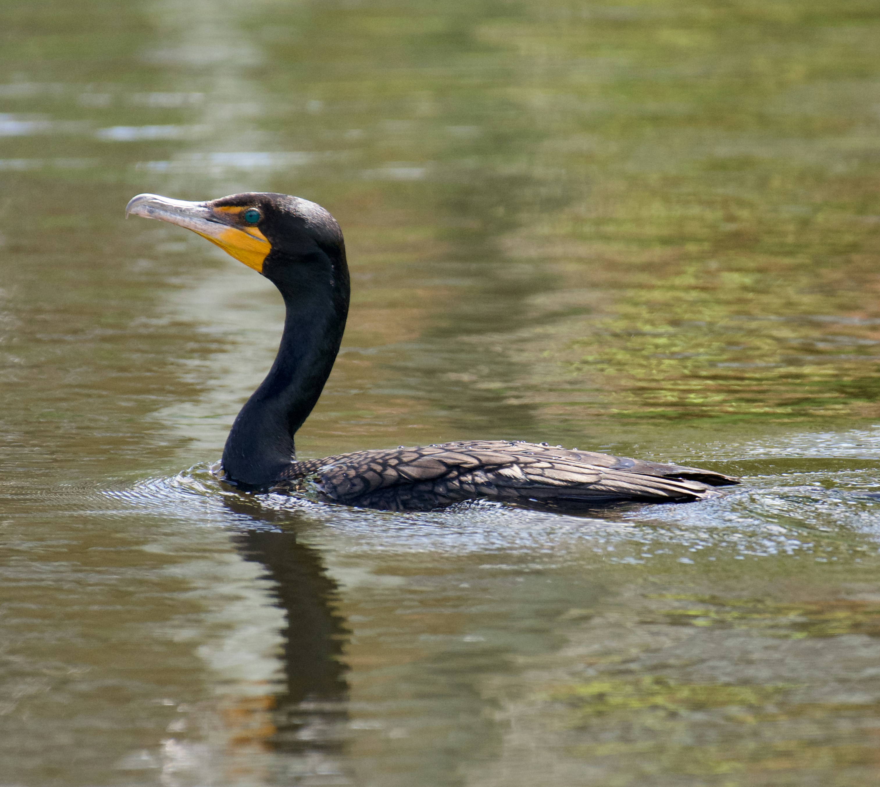 Photo by juliana_chapman