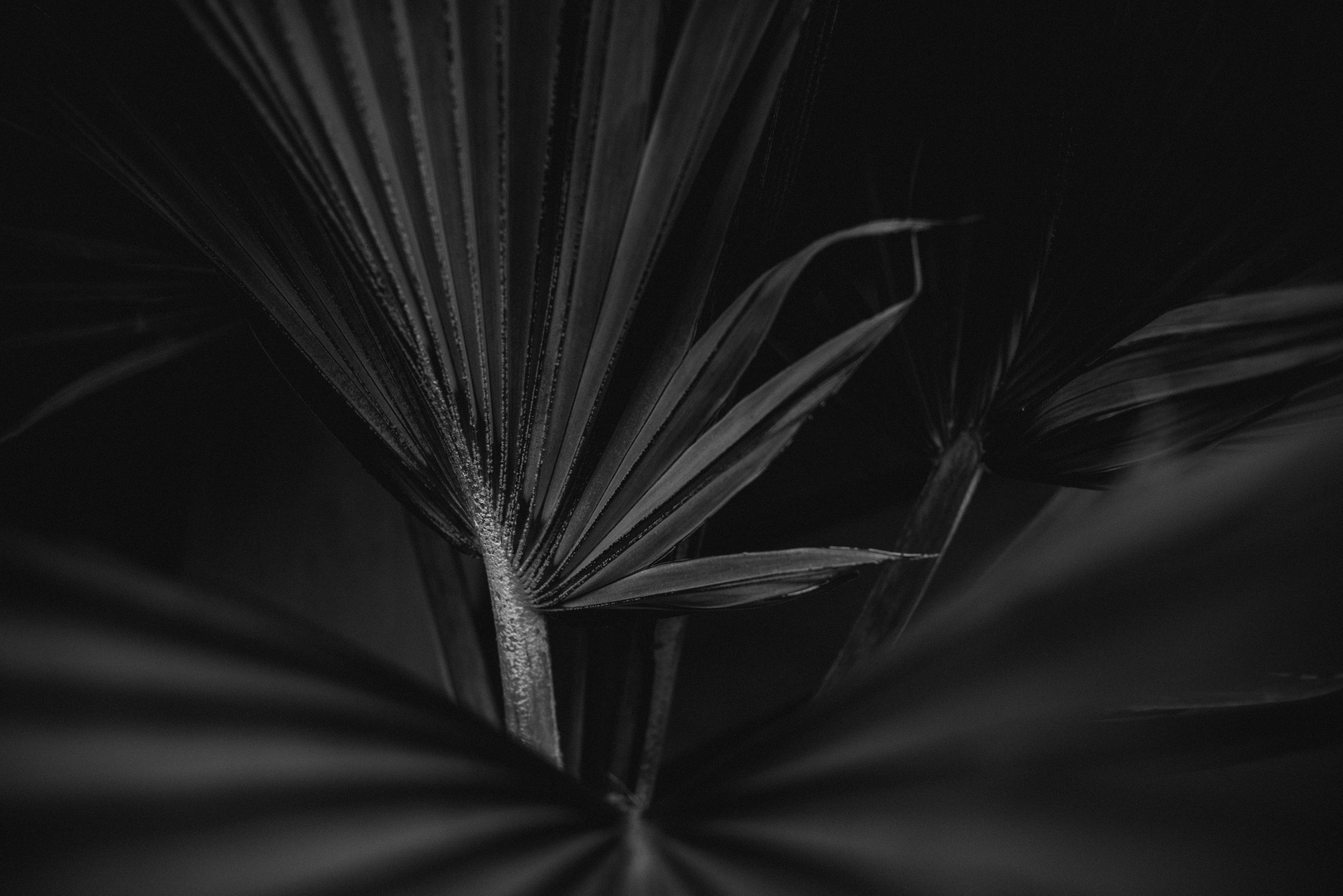 Palm leaves in black and white.
