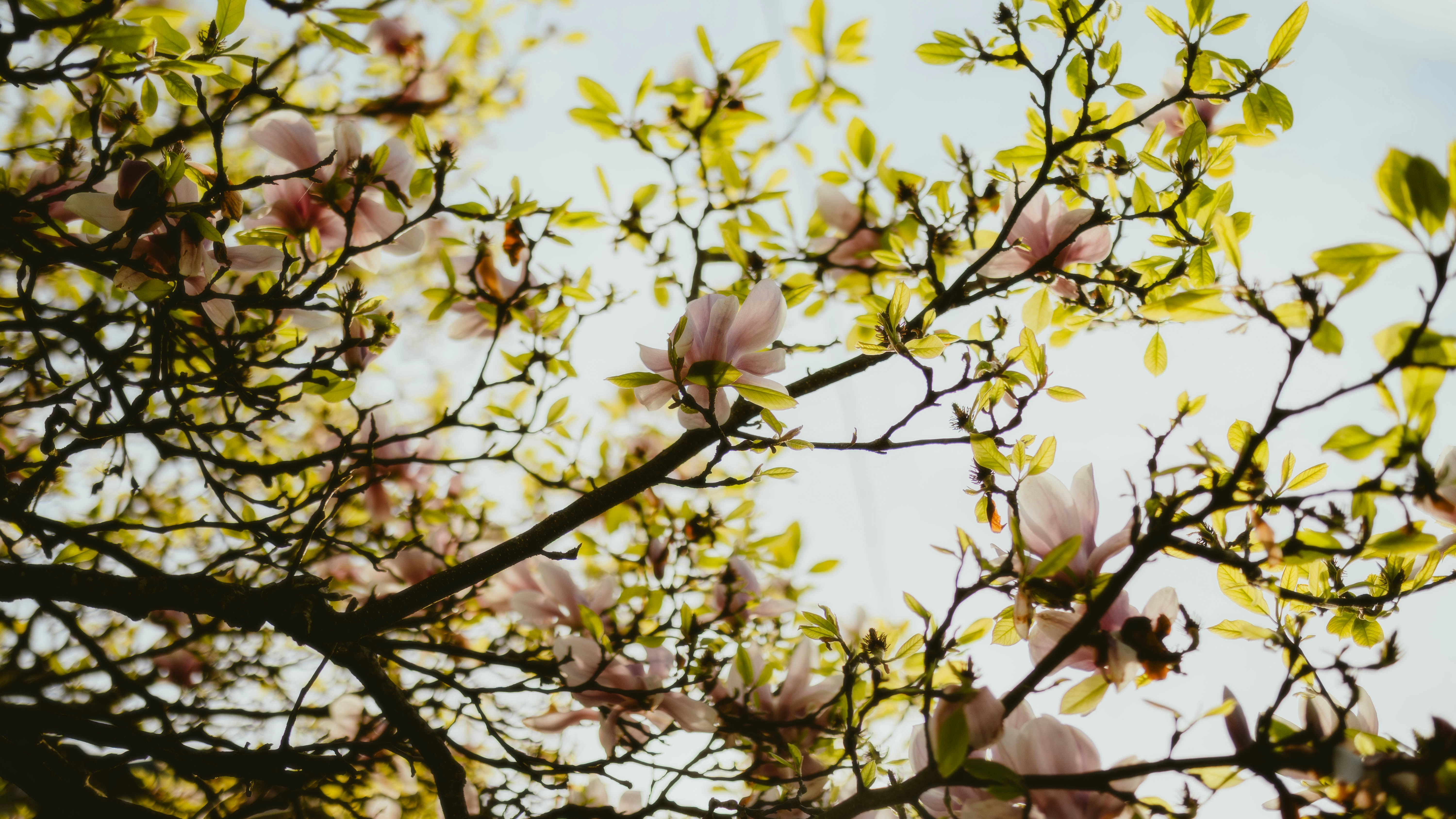 Photo by alingavriliuc