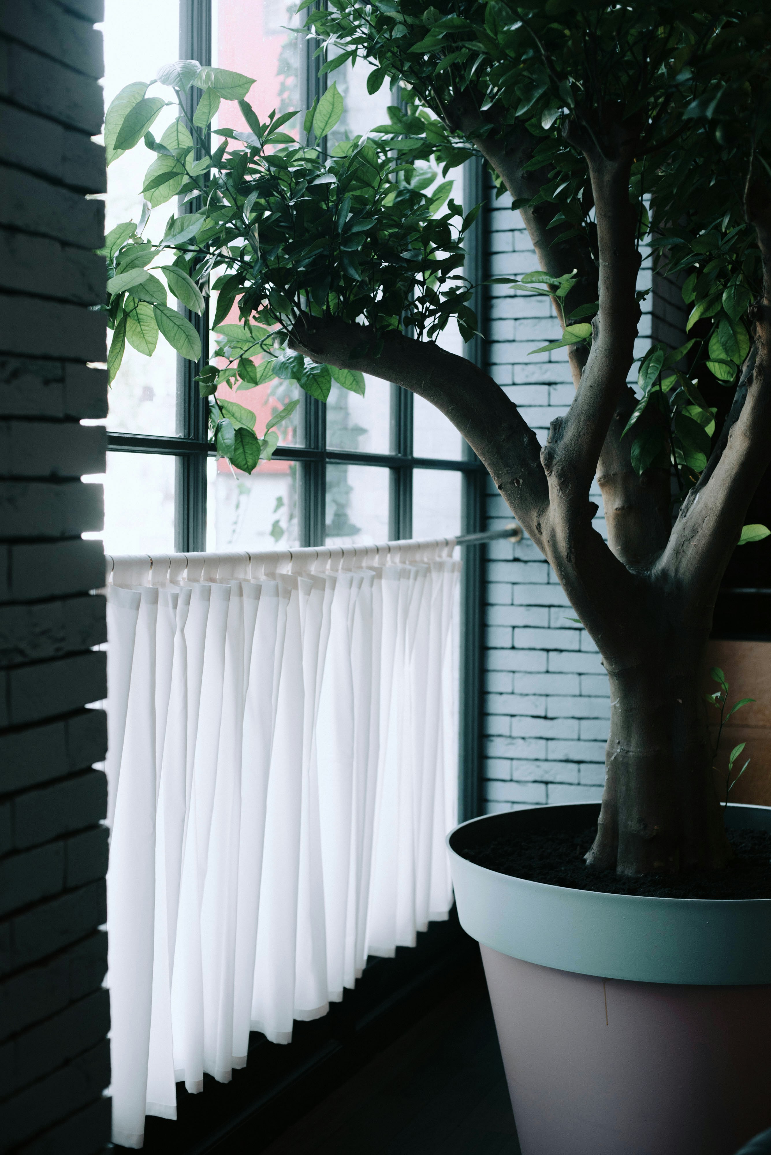 A plant sits near a window with a curtain.