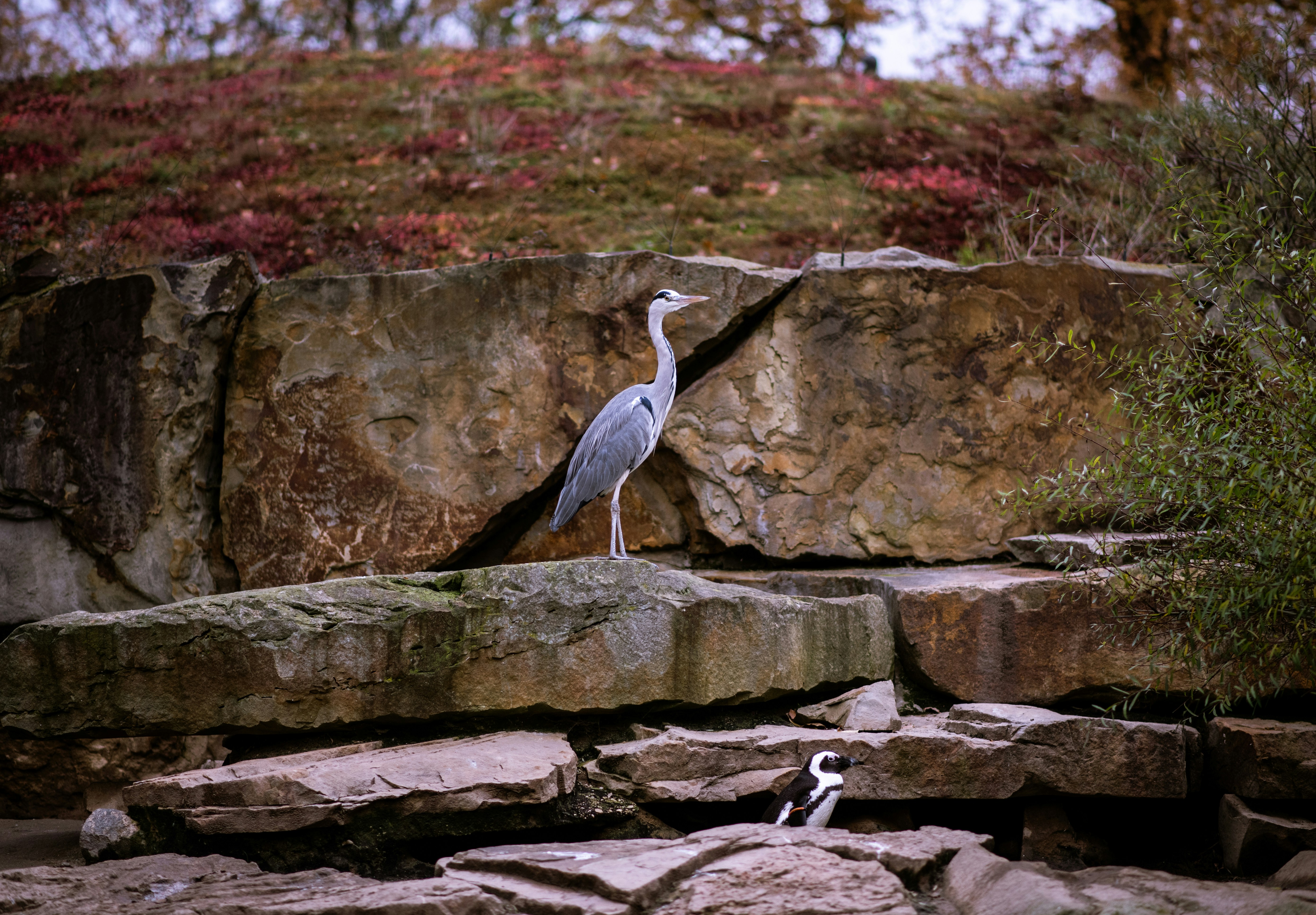 A heron stands gracefully on a rock formation.