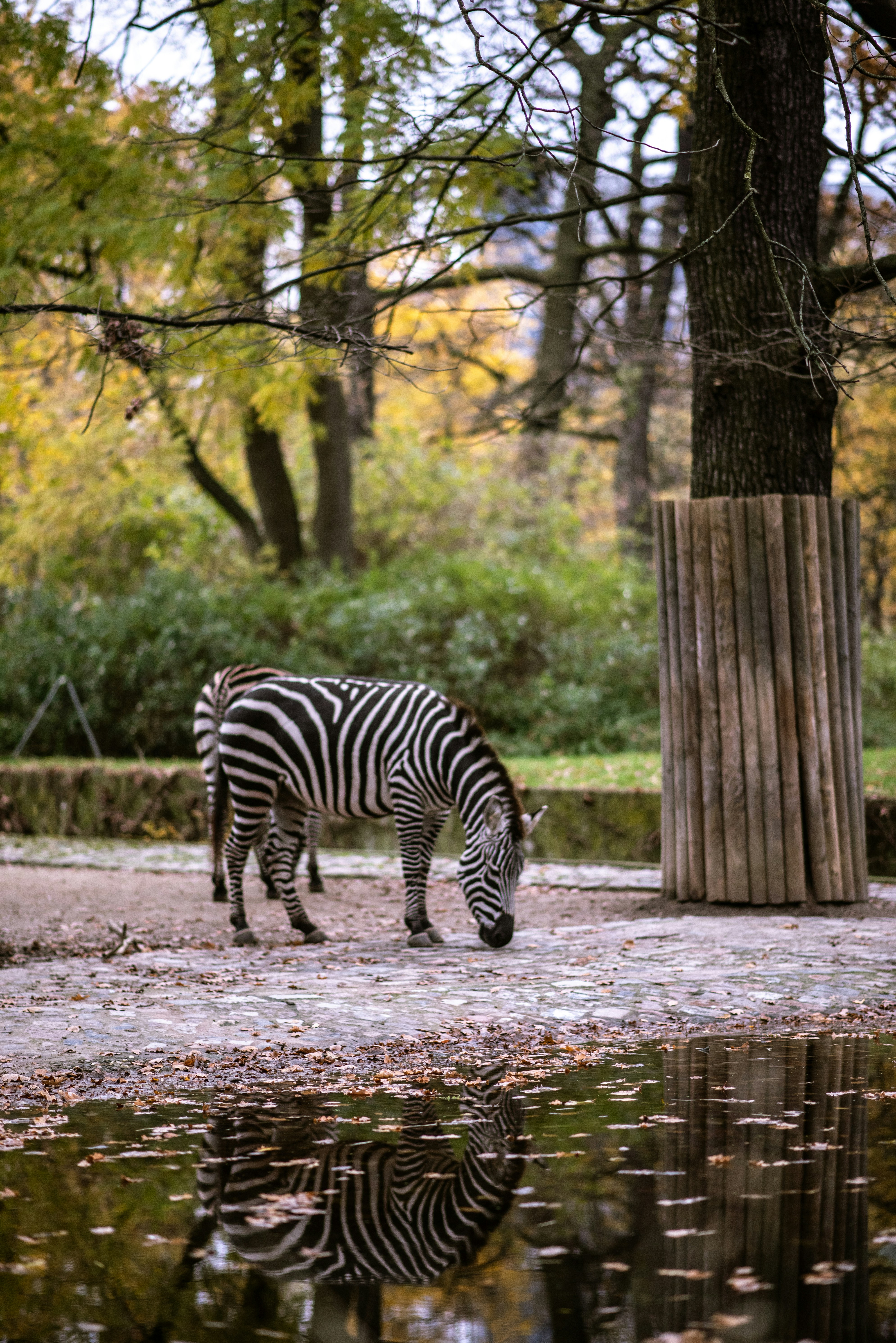 A zebra grazes near the water.