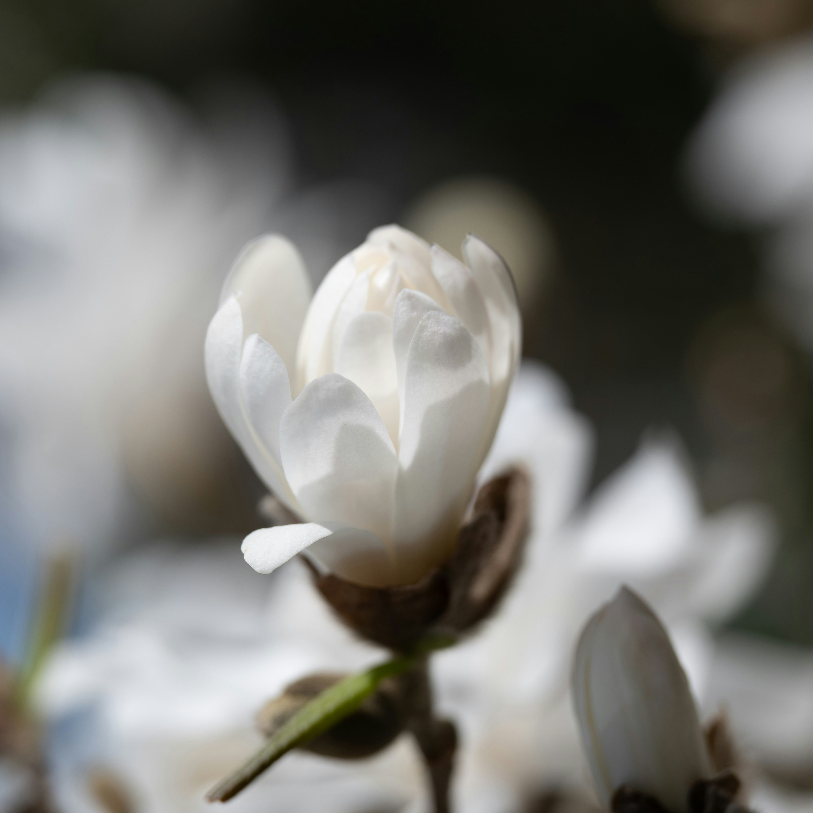 Photo by jonathankslim