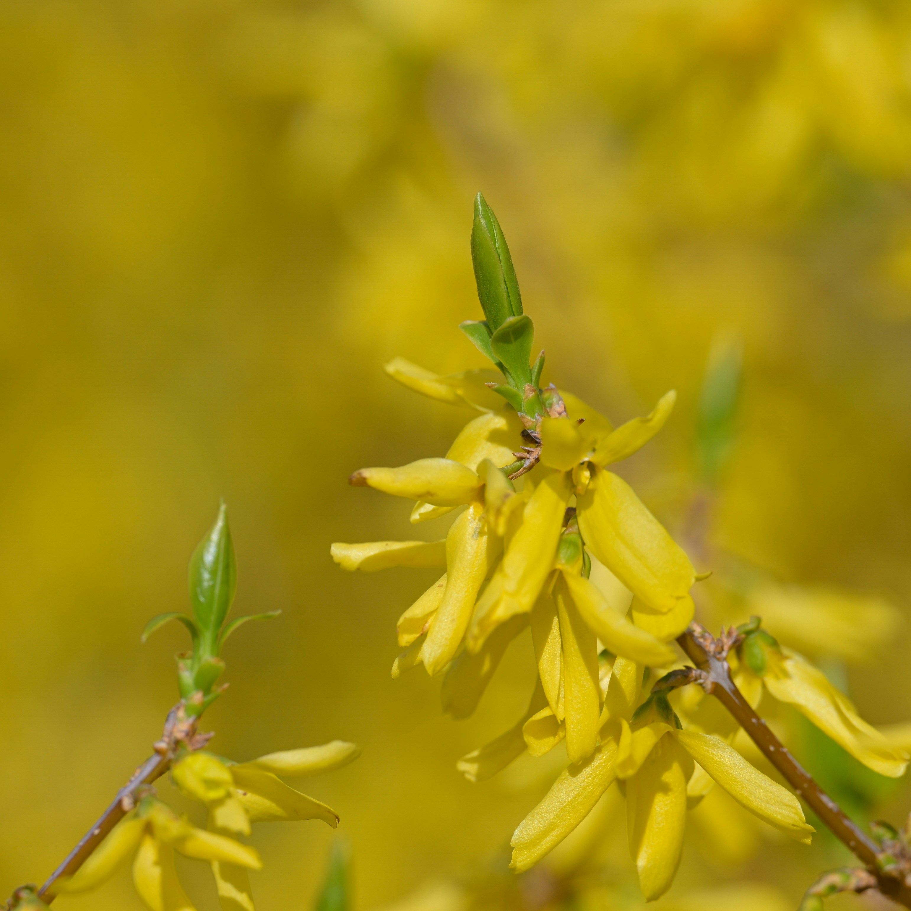 Photo by jonathankslim