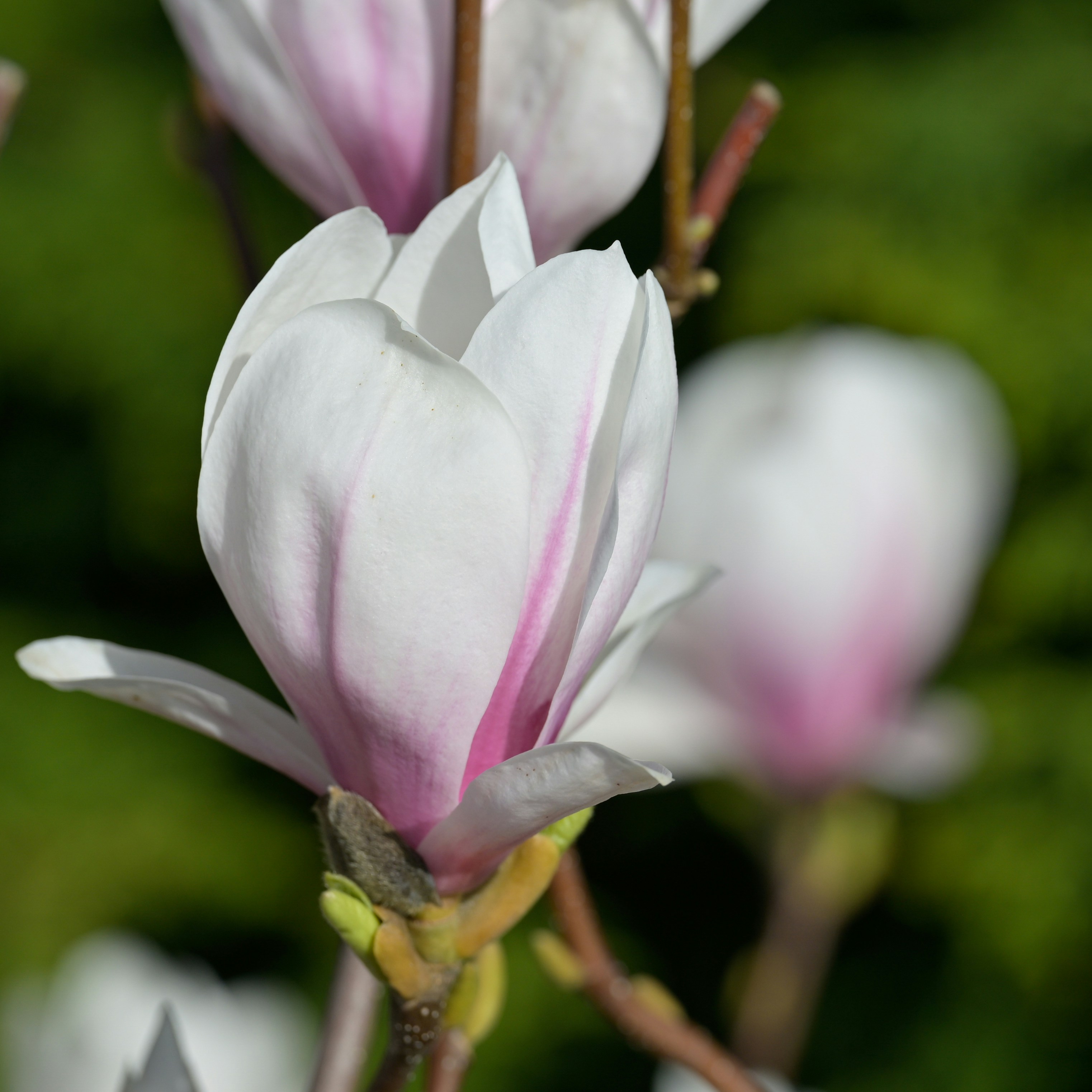 Photo by jonathankslim