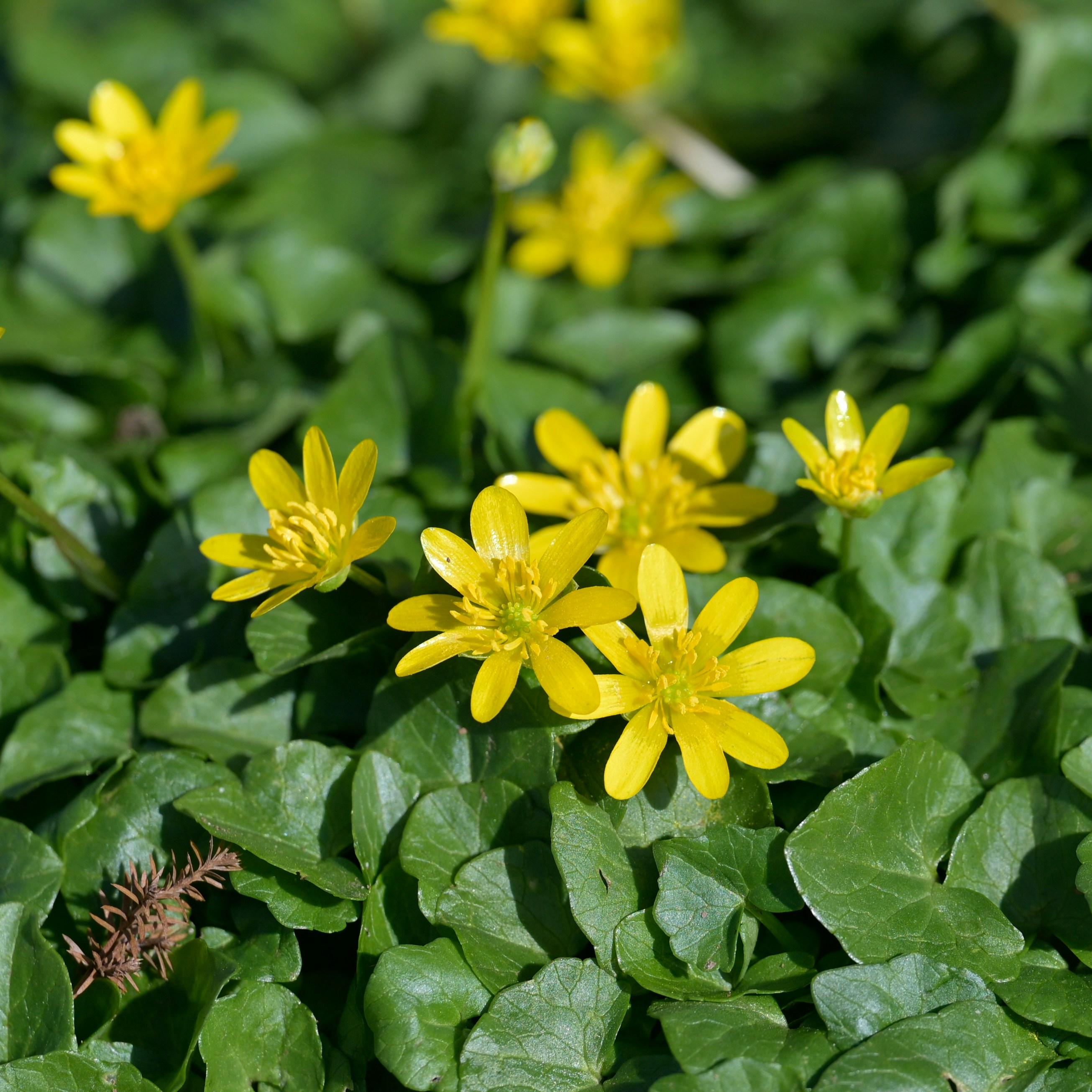 Photo by jonathankslim